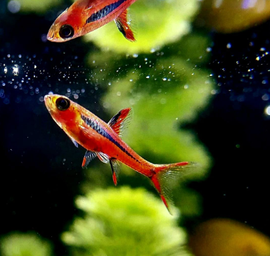 Moskitobärbling – Boraras brigittae