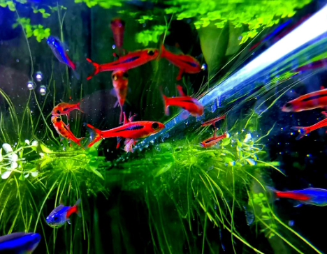 Moskitobärbling – Boraras brigittae