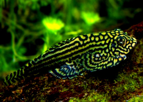 Prachtflossensauger – Sewellia lineolata 🐟🌿 - Flossensauger