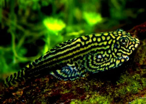 Prachtflossensauger – 💛 Sewellia lineolata 🐟🌿 - Flossensauger AquaTimo