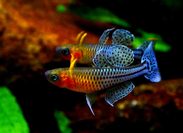 Pseudomugil gertrudae - Geflecktes Blauauge