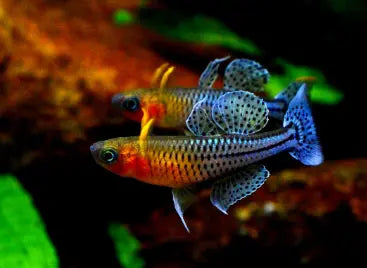 Pseudomugil gertrudae - 💙Geflecktes Blauauge AquaTimo