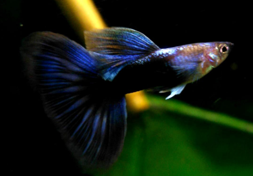 Hochzucht Guppy - Black Tuxedo