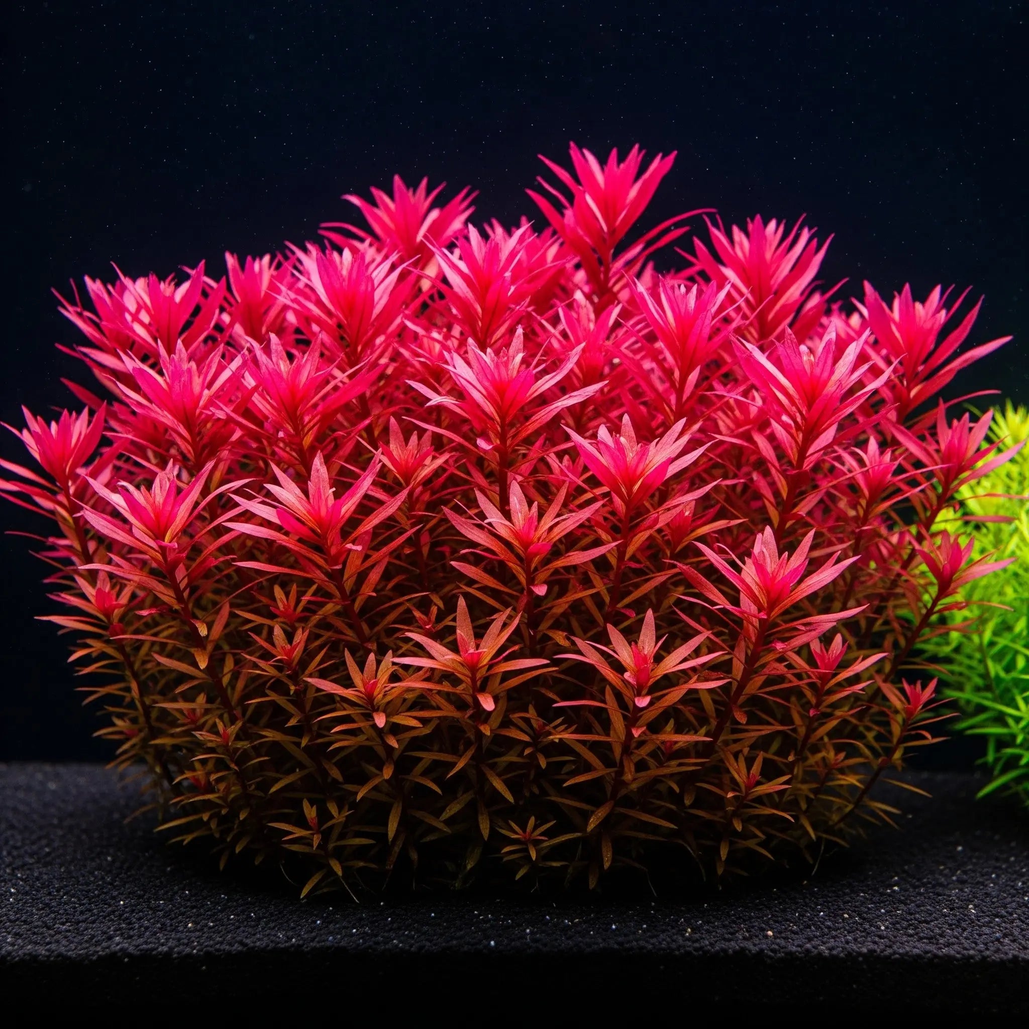 Limnophila hippuridoides / Dennerle-Plants AquaTimo