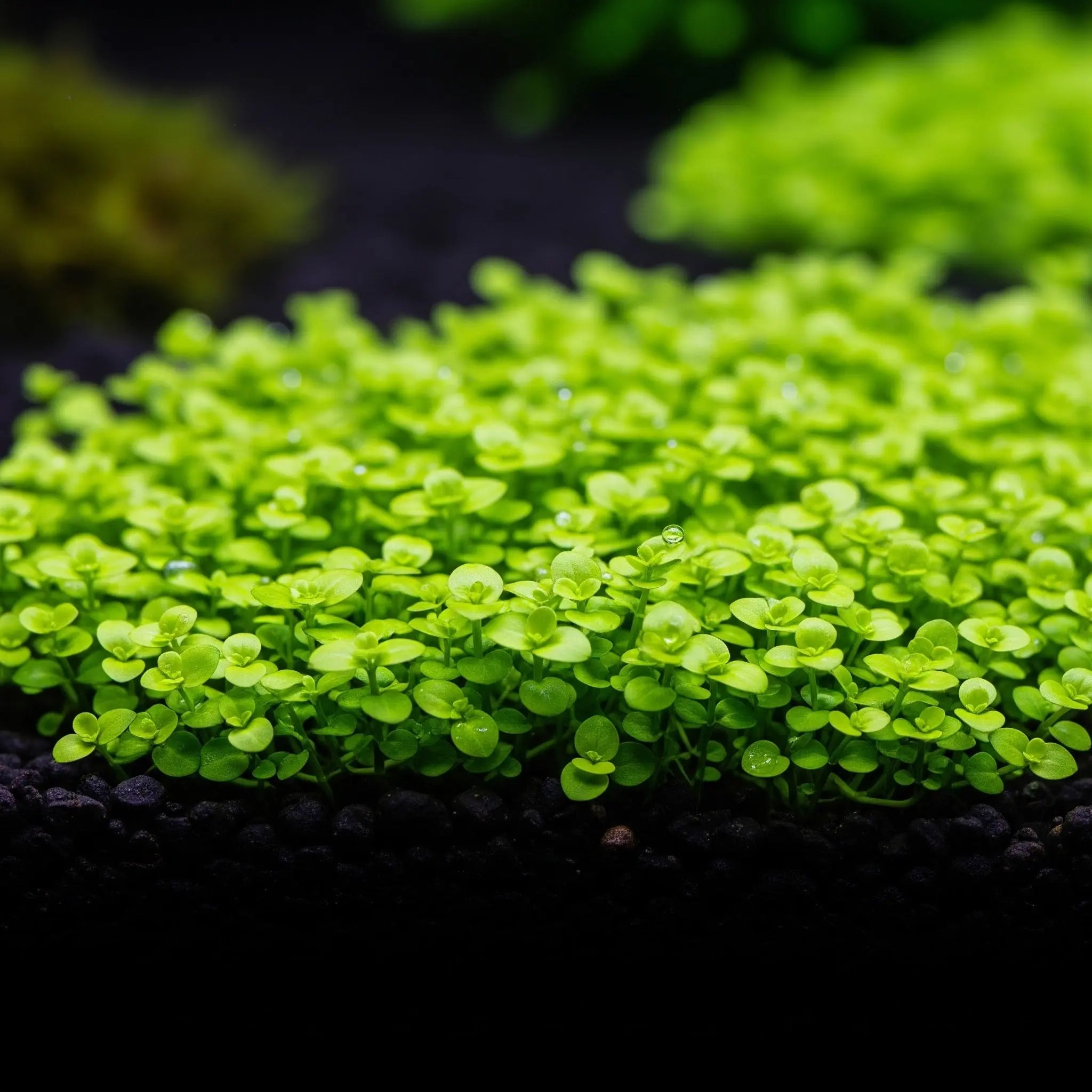 Micranthemum tweediei / Dennerle-Plants AquaTimo