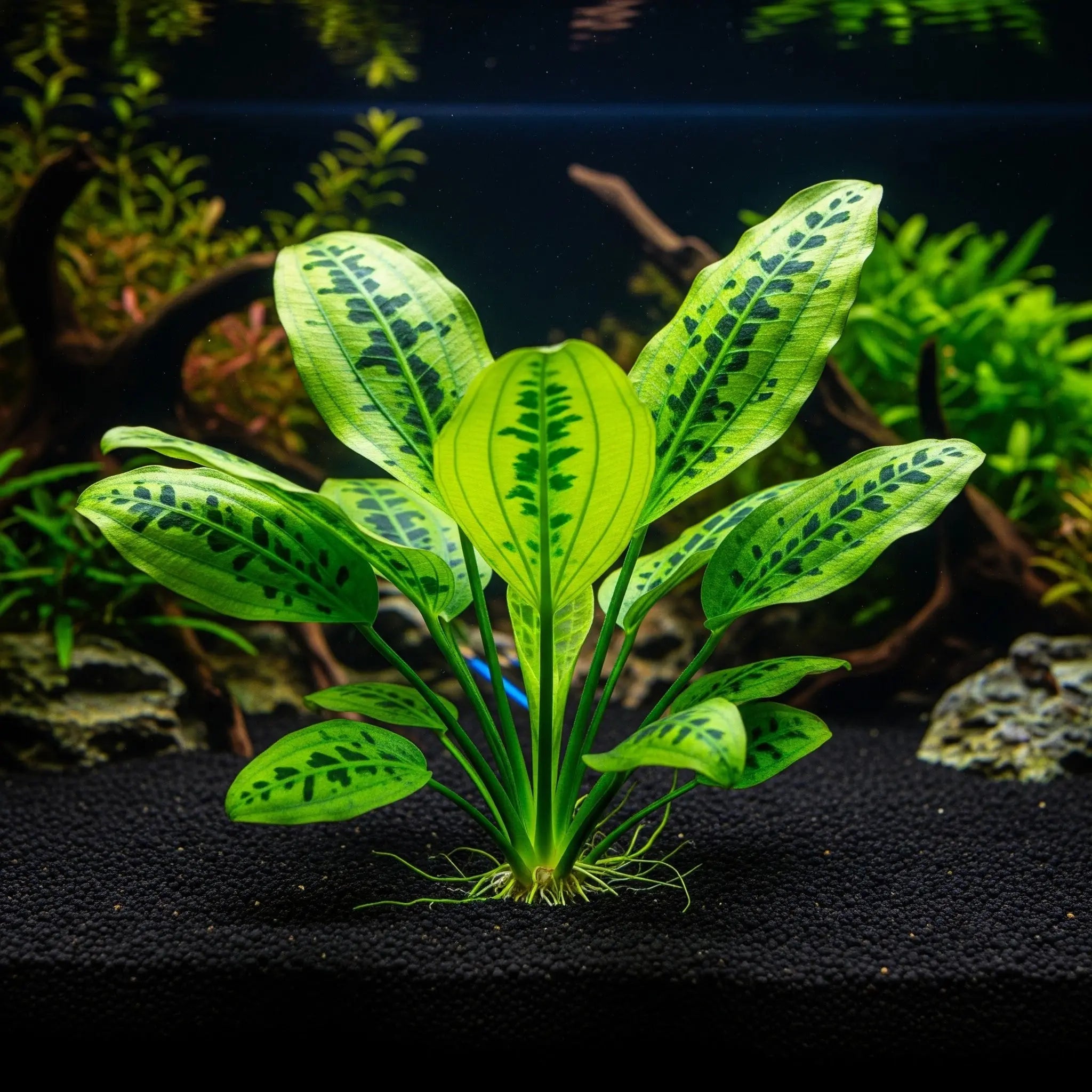 Echinodorus 'Ozelot' / Dennerle-Plants AquaTimo
