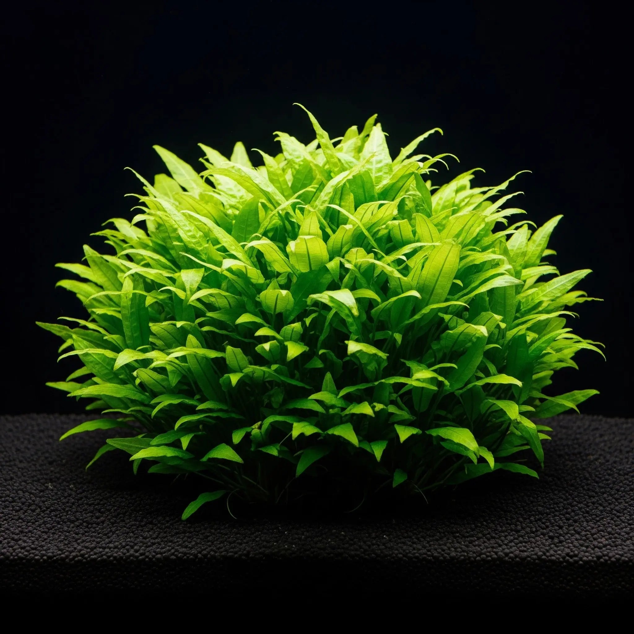 Cryptocoryne parva / Dennerle-Plants AquaTimo