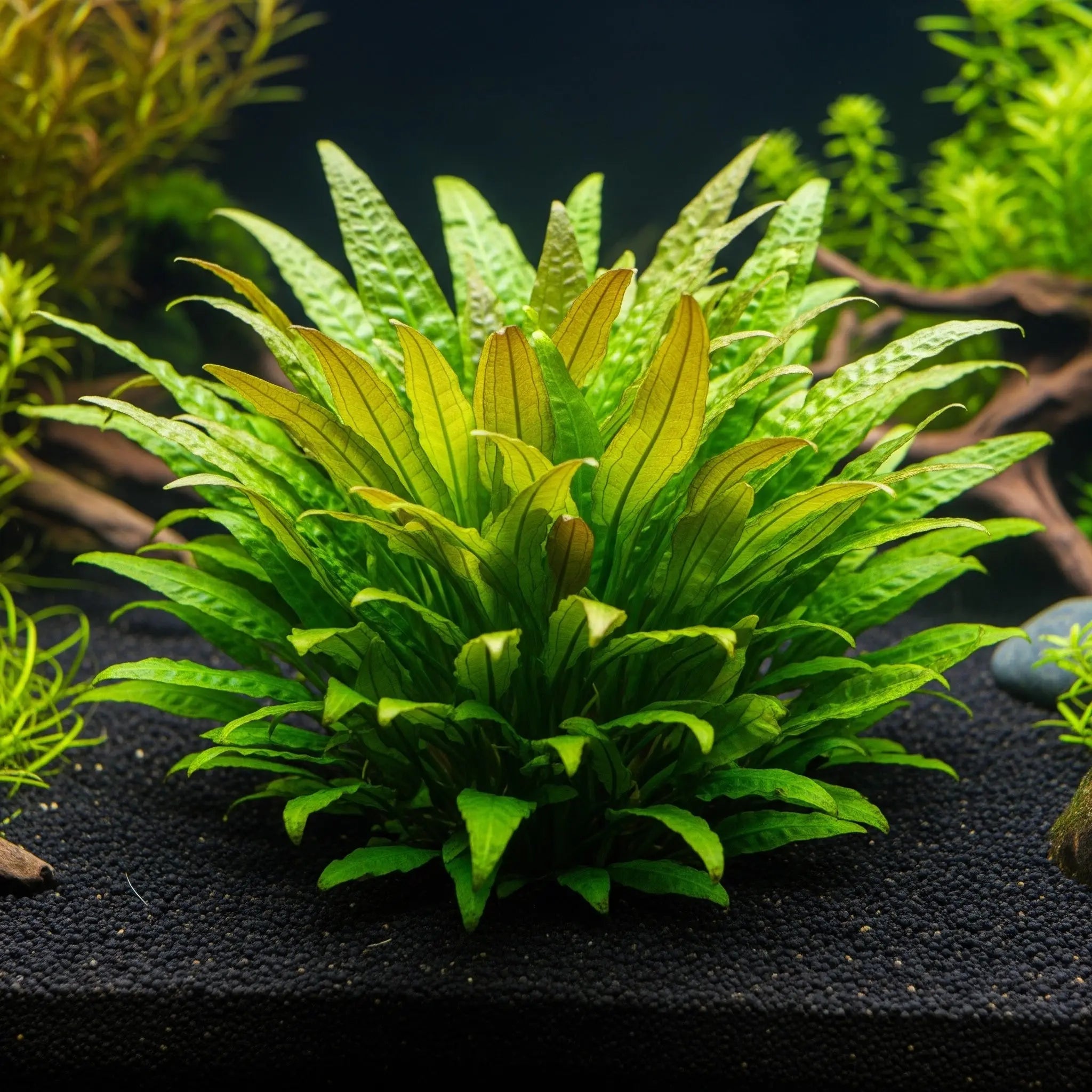 Cryptocoryne lucens / Dennerle-Plants AquaTimo
