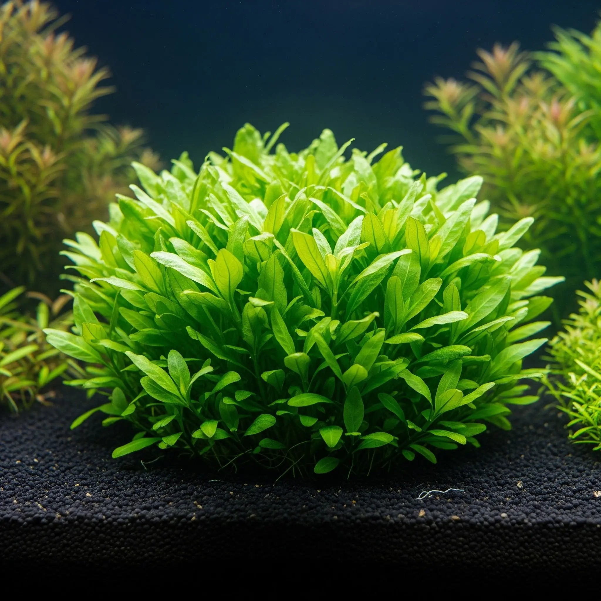 Staurogyne repens / Dennerle-Plants AquaTimo