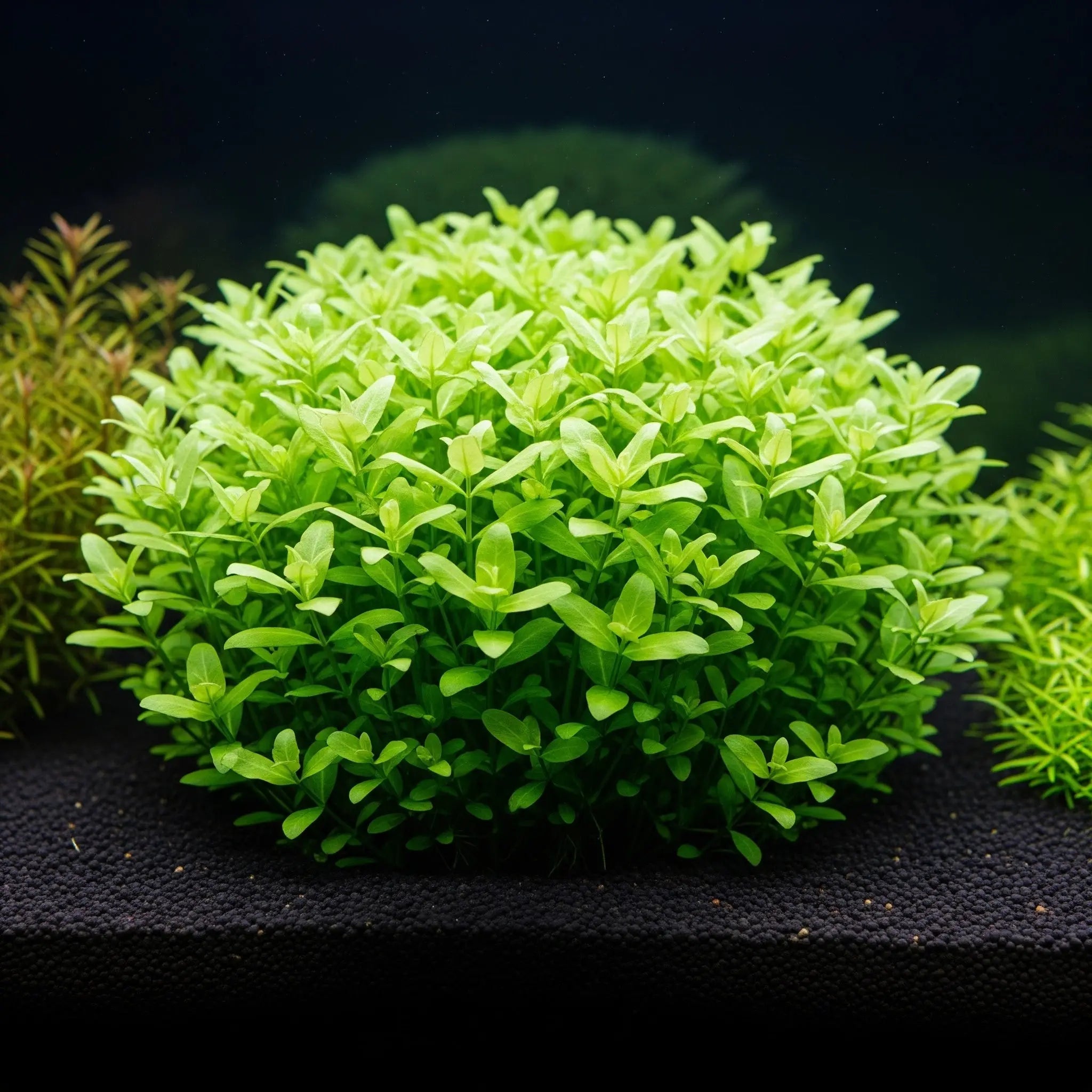 Hemianthus glomeratus / Dennerle-Plants AquaTimo