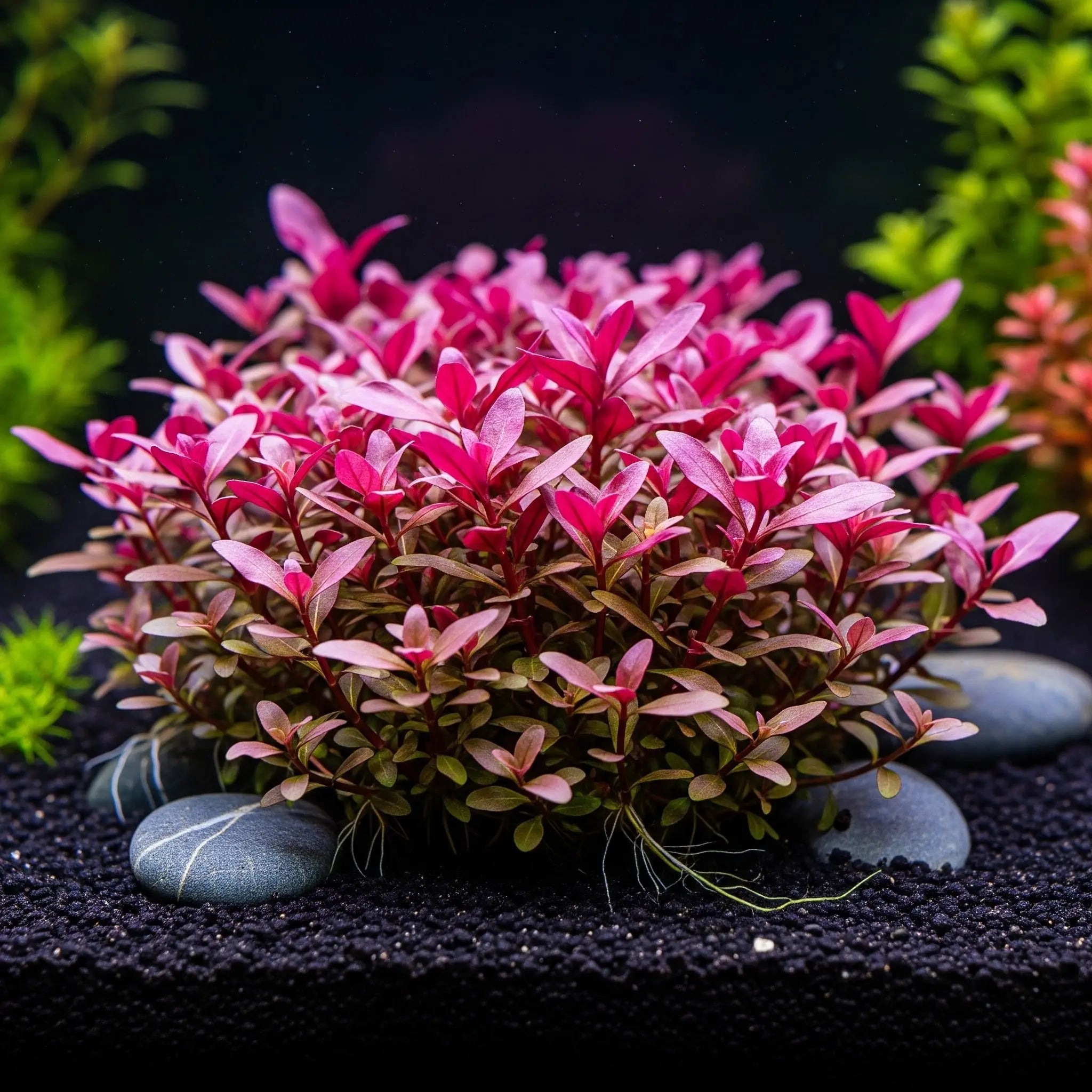 Alternanthera reineckii 'Mini' CUP / Dennerle-Plants AquaTimo