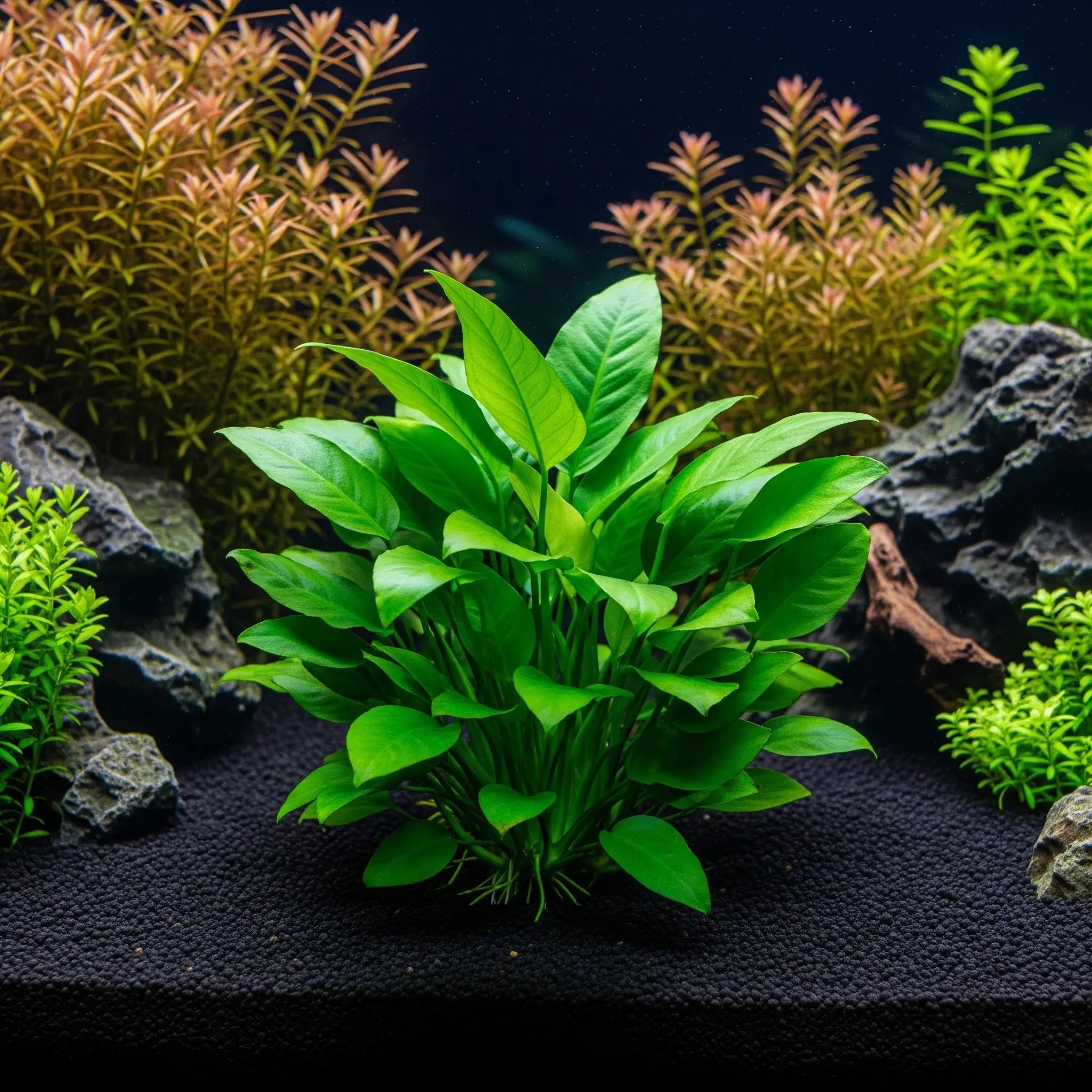 Anubias barteri var. nana ´Kirin´ / Dennerle-Plants AquaTimo