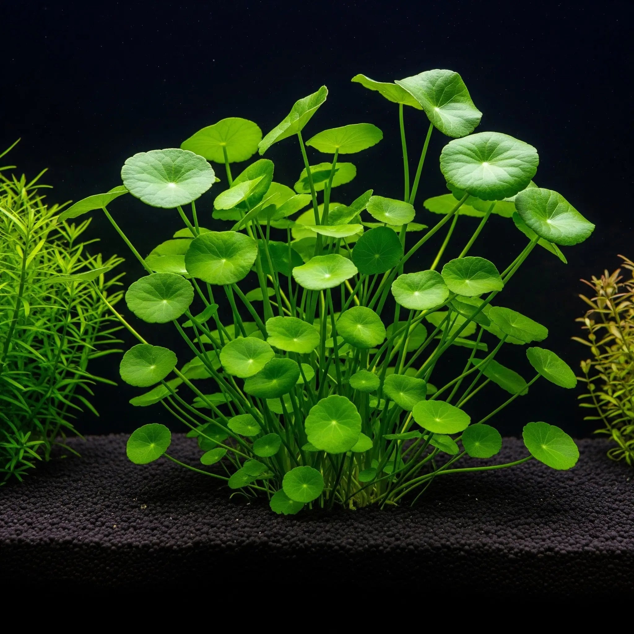 Hydrocotyle verticillata / Dennerle-Plants AquaTimo