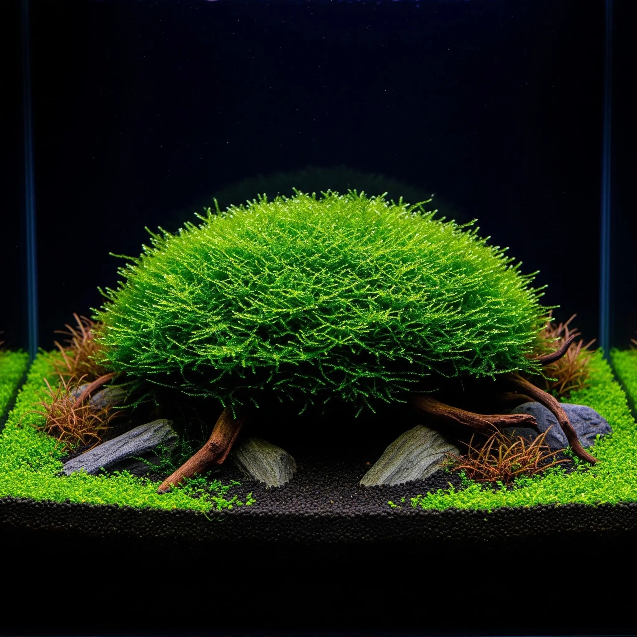 Vesicularia ferriei CUP / Dennerle-Plants AquaTimo