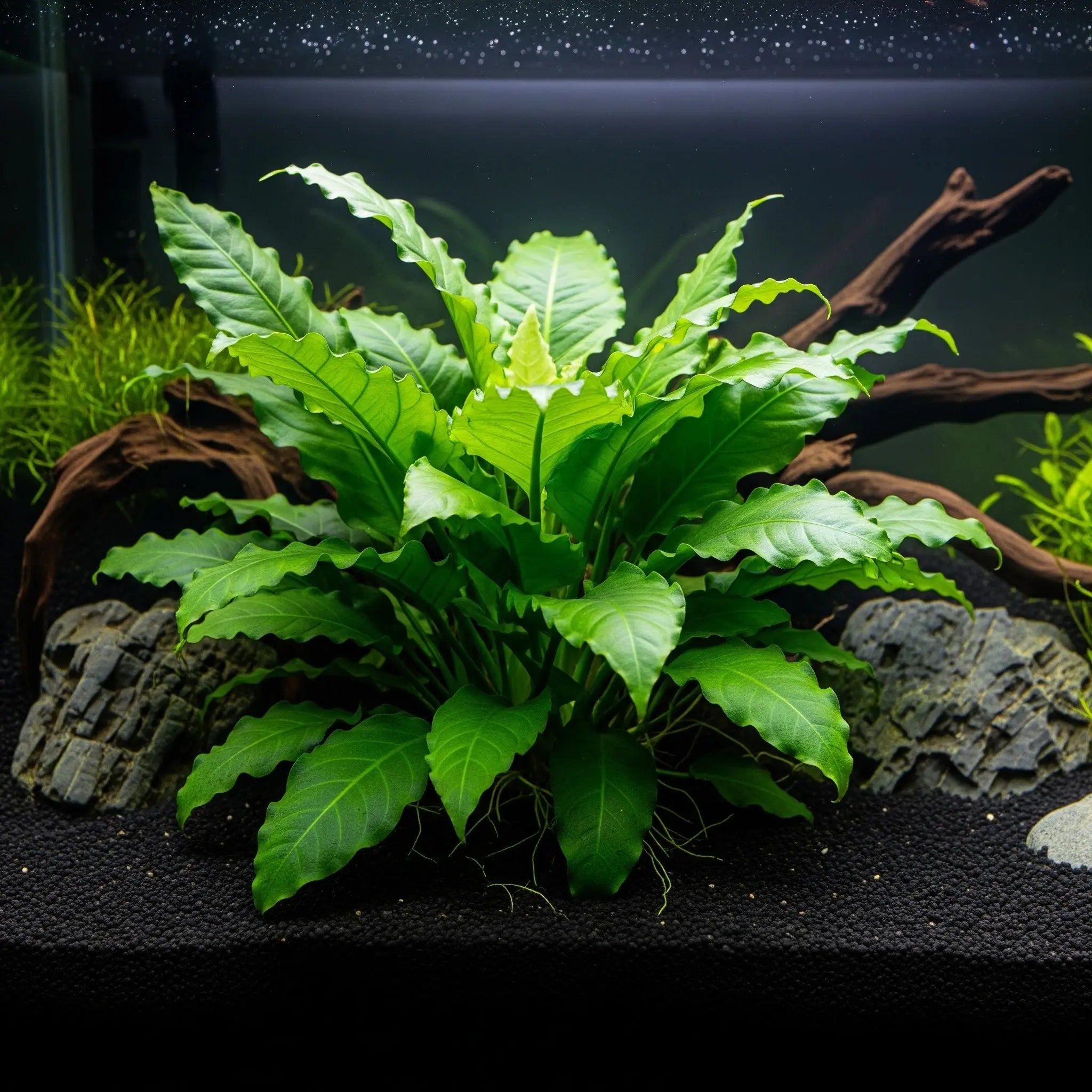 Pogostemon helferi / Dennerle-Plants AquaTimo
