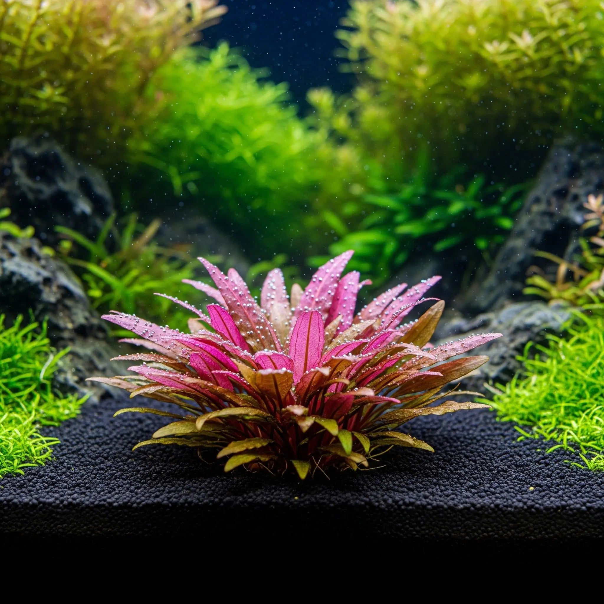 Cryptocoryne spec.'Flamingo' CUP/ Dennerle-Plants AquaTimo