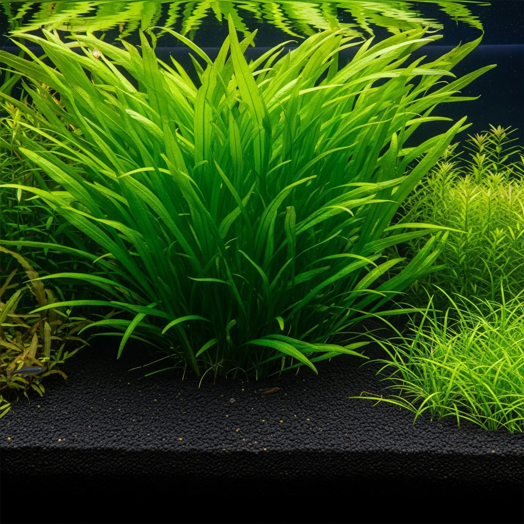 Sagittaria subulata var. pusilla / Dennerle-Plants AquaTimo