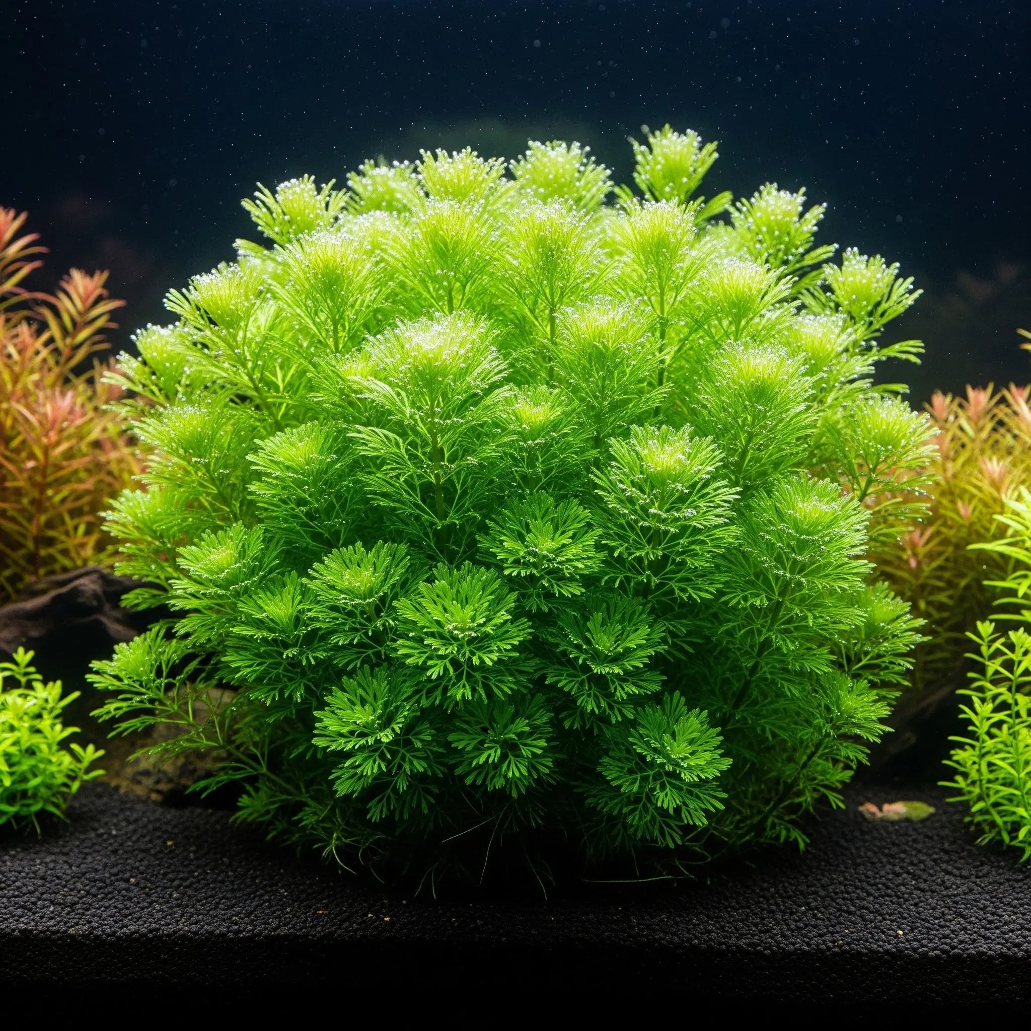5 mal - Cabomba aquatica TR / Dennerle-Plants AquaTimo