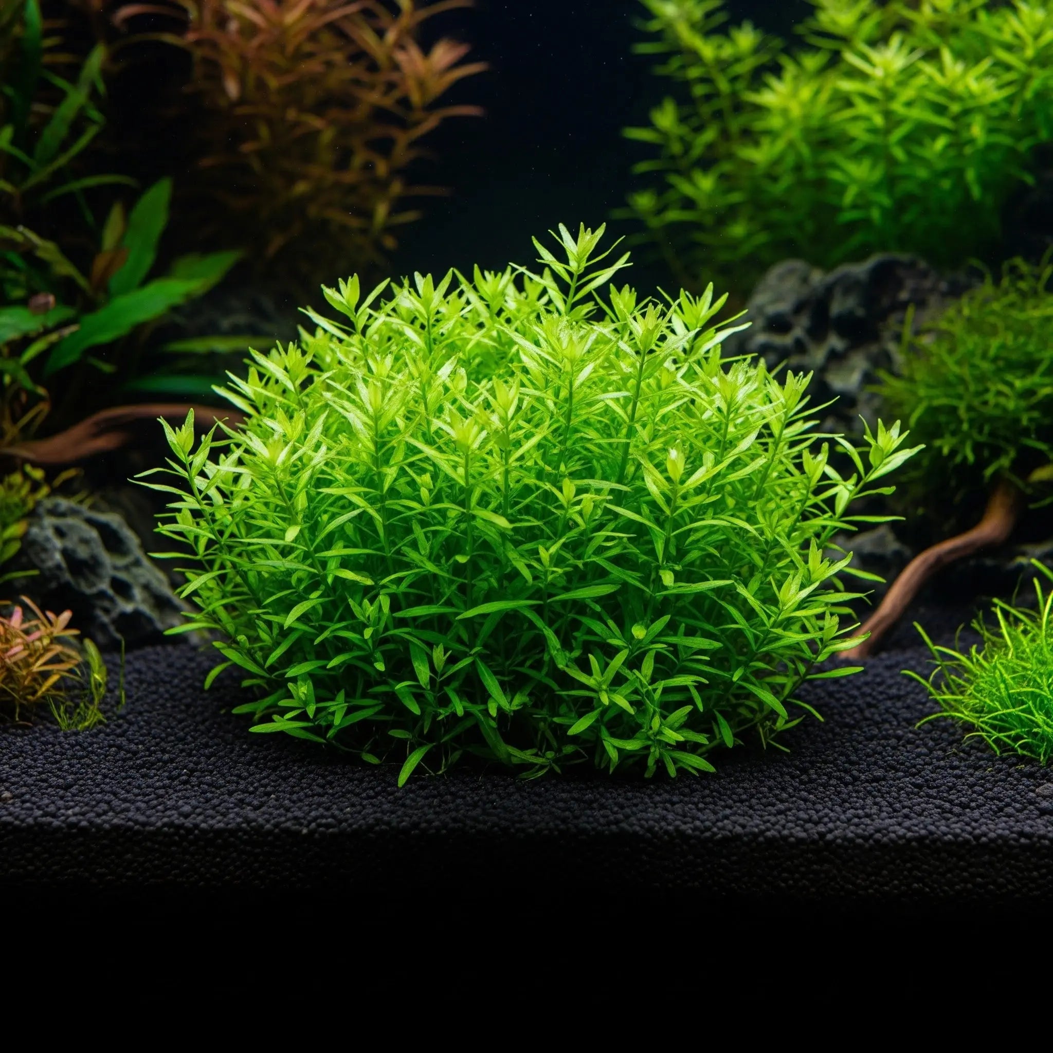 5 mal - Egeria densa TR / Dennerle-Plants AquaTimo