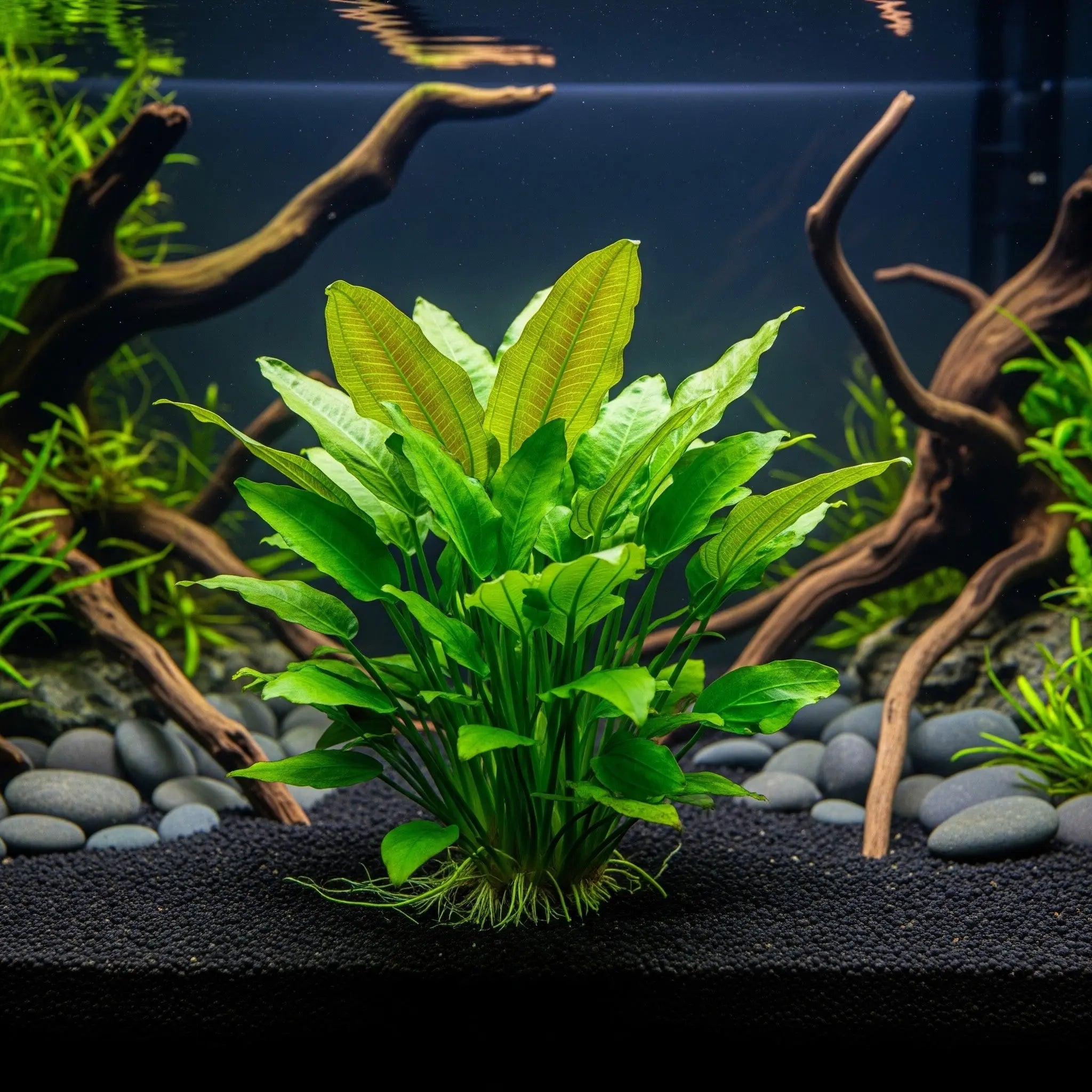 Echinodorus Dschungelstar Nr. 2 'Kleiner Bär' / Dennerle-Plants AquaTimo