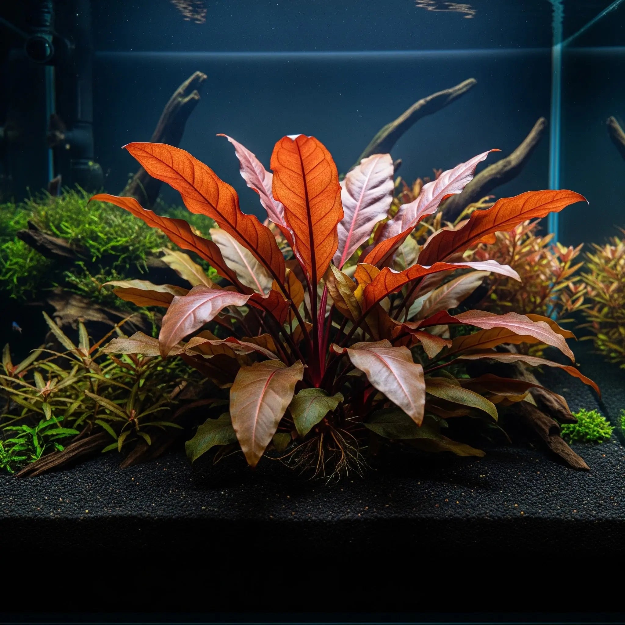 Lagenandra meeboldii 'Rot' / Dennerle-Plants AquaTimo