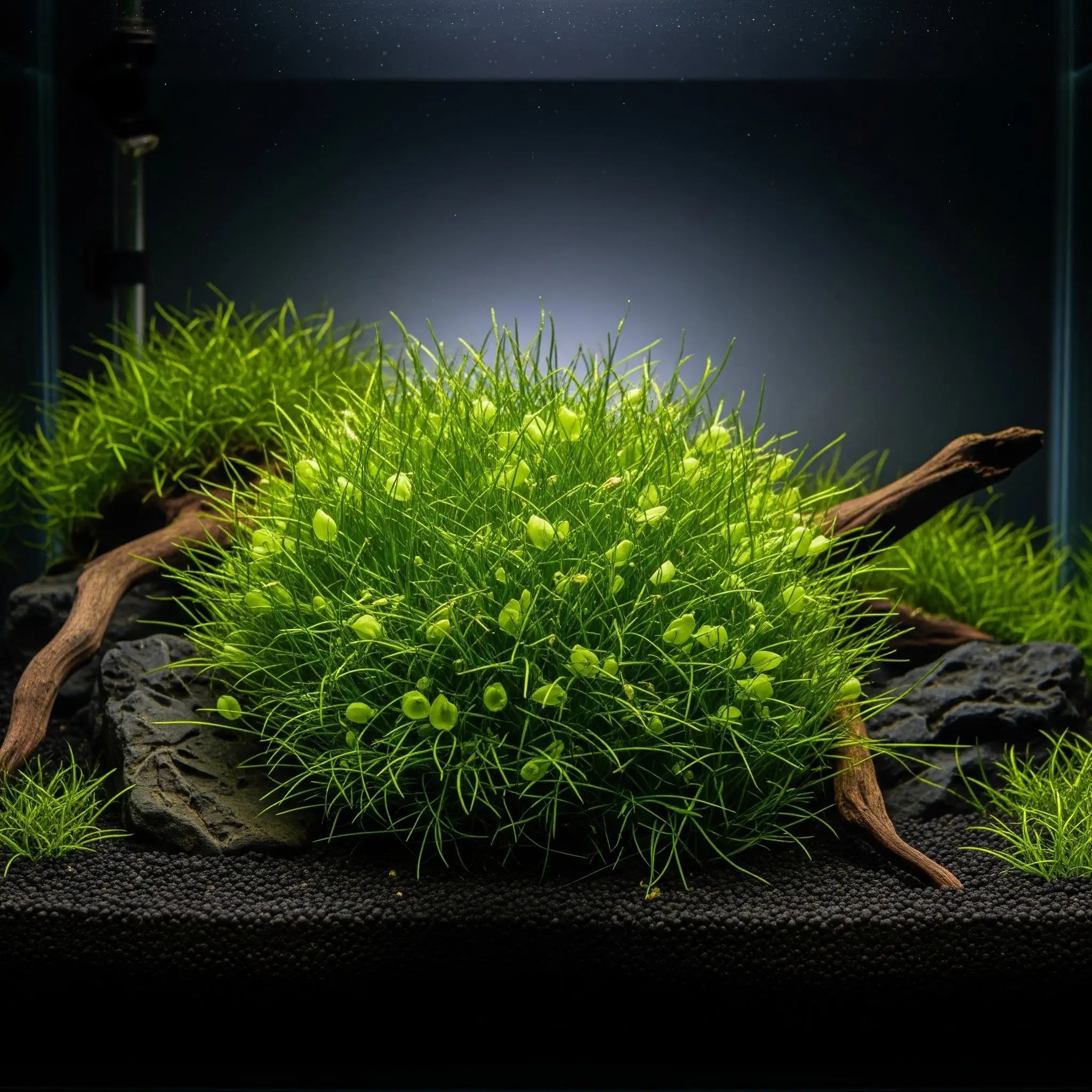 Utricularia graminifolia CUP / Dennerle-Plants AquaTimo