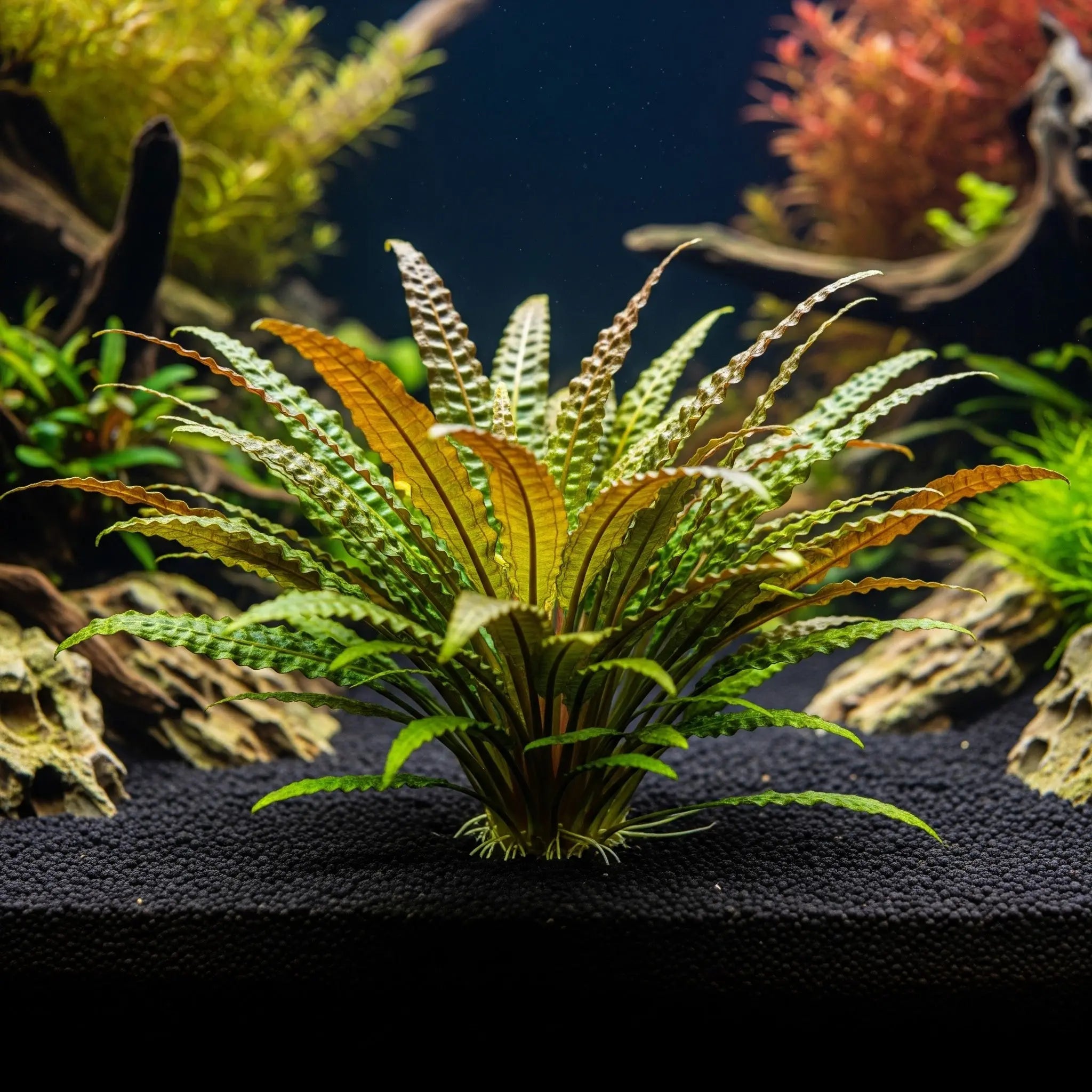 Cryptocoryne crispatula CUP / Dennerle-Plants AquaTimo