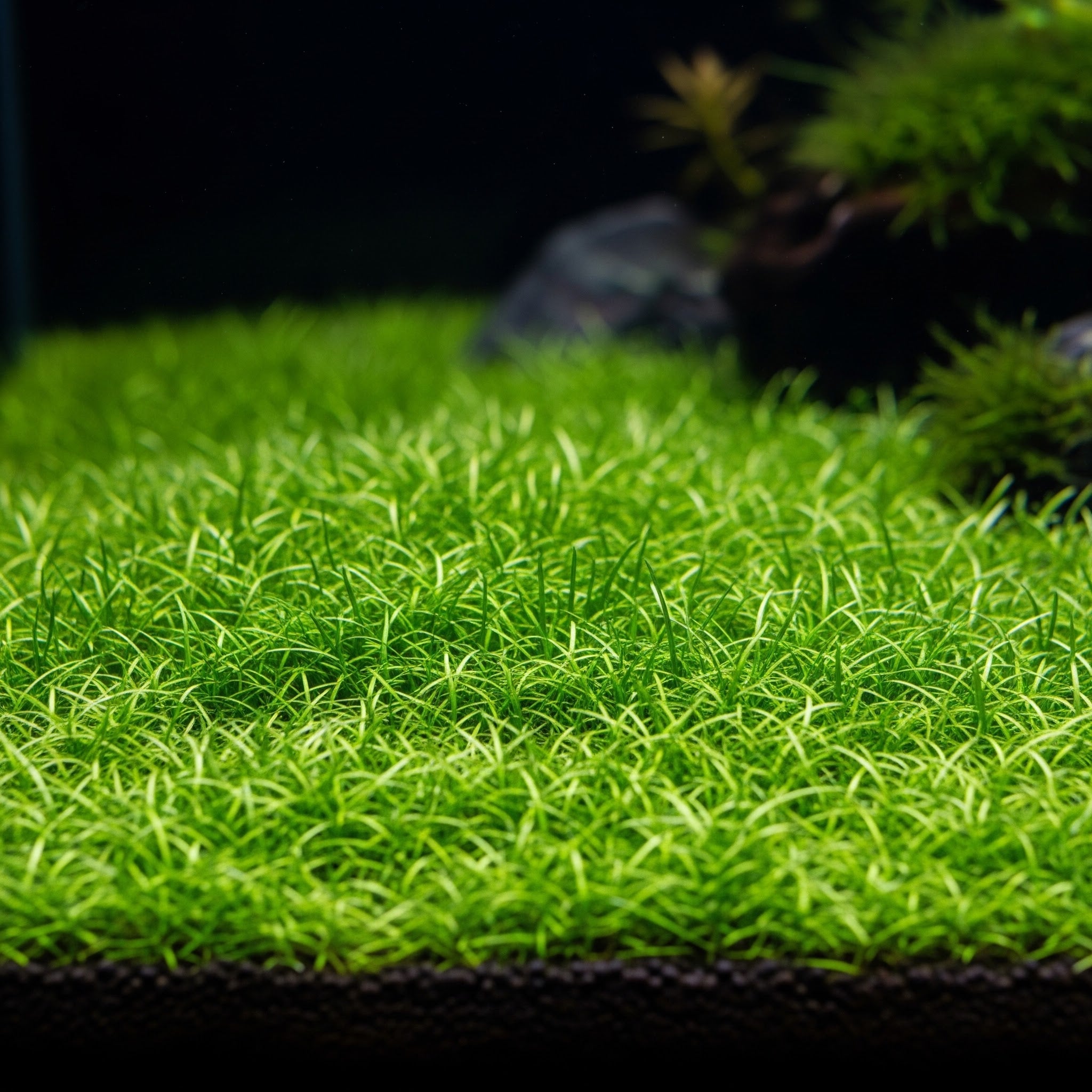 Eleocharis pusilla CUP / Dennerle-Plants