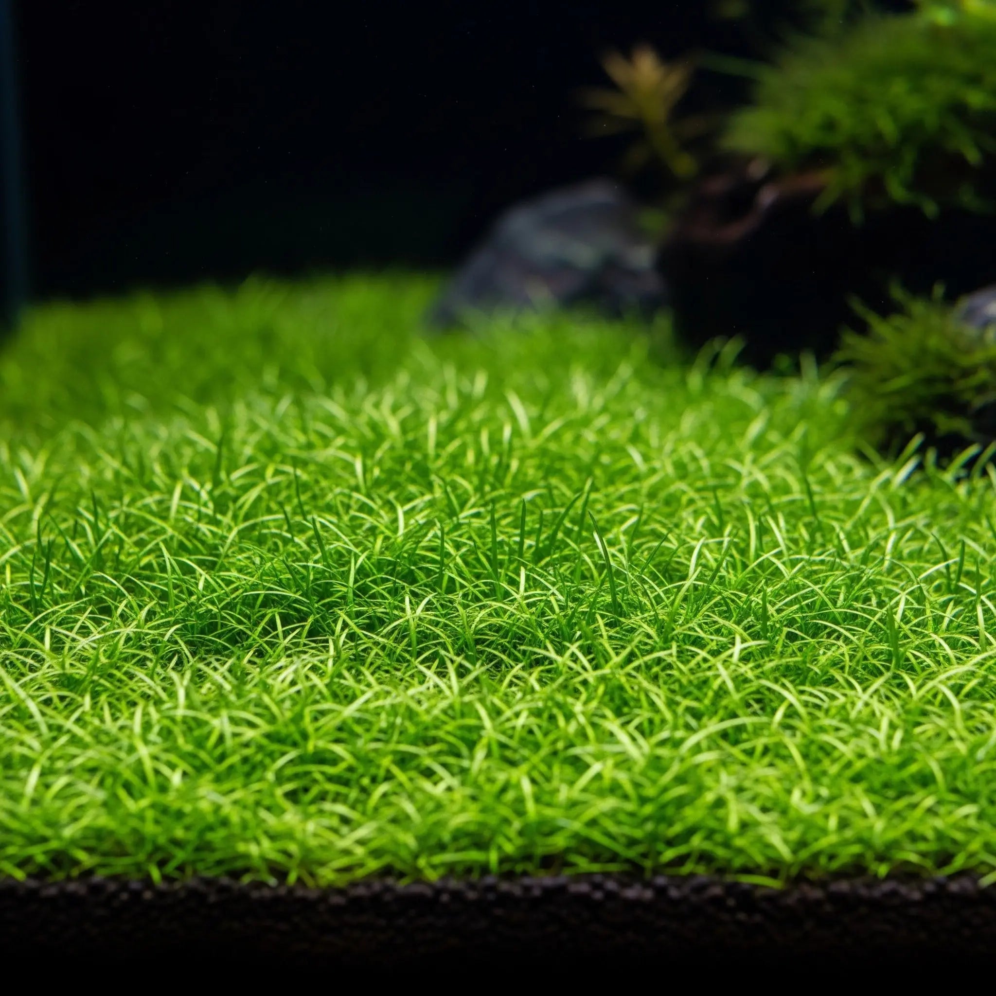 Eleocharis pusilla CUP / Dennerle-Plants AquaTimo