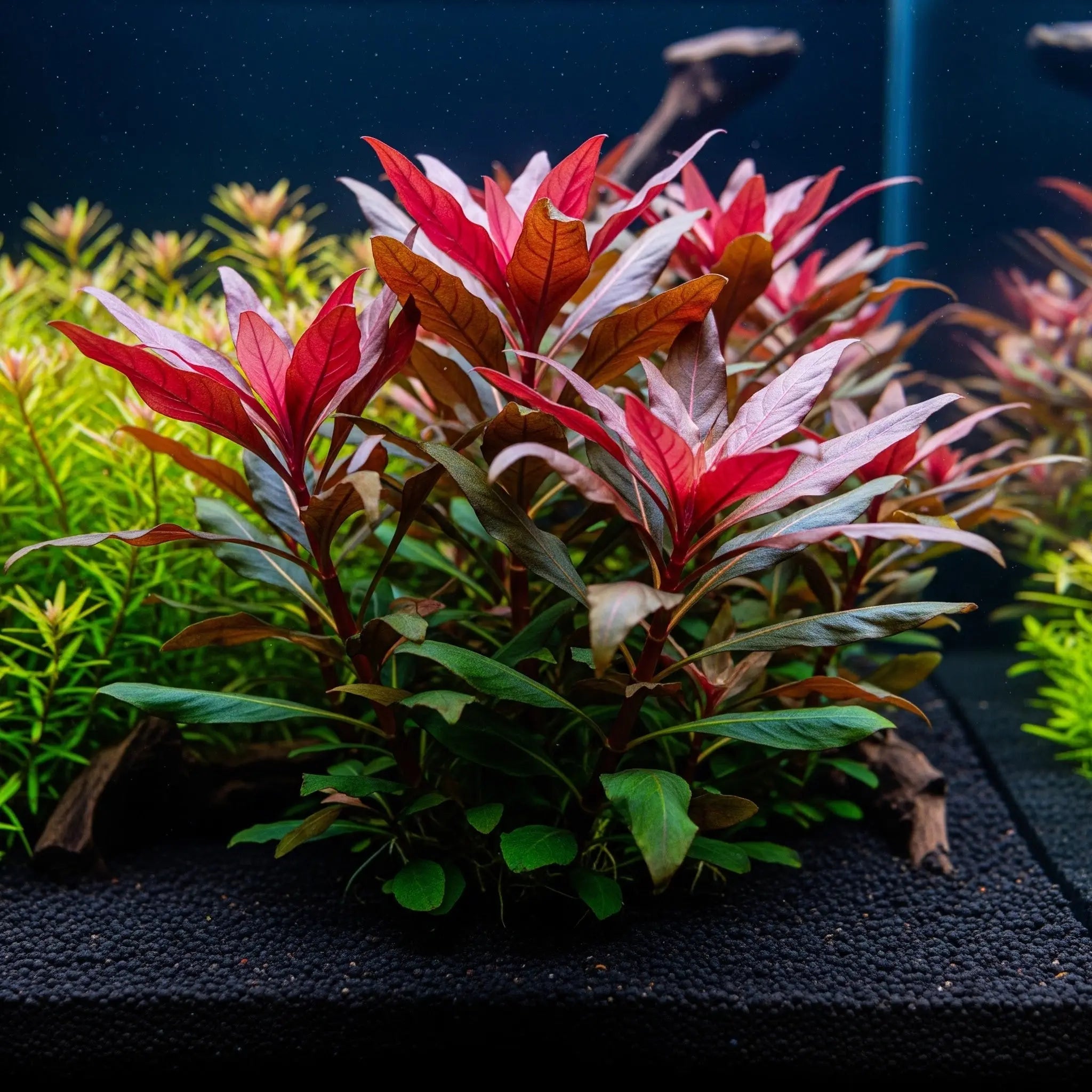 5 mal - Ludwigia repens TR / Dennerle-Plants AquaTimo