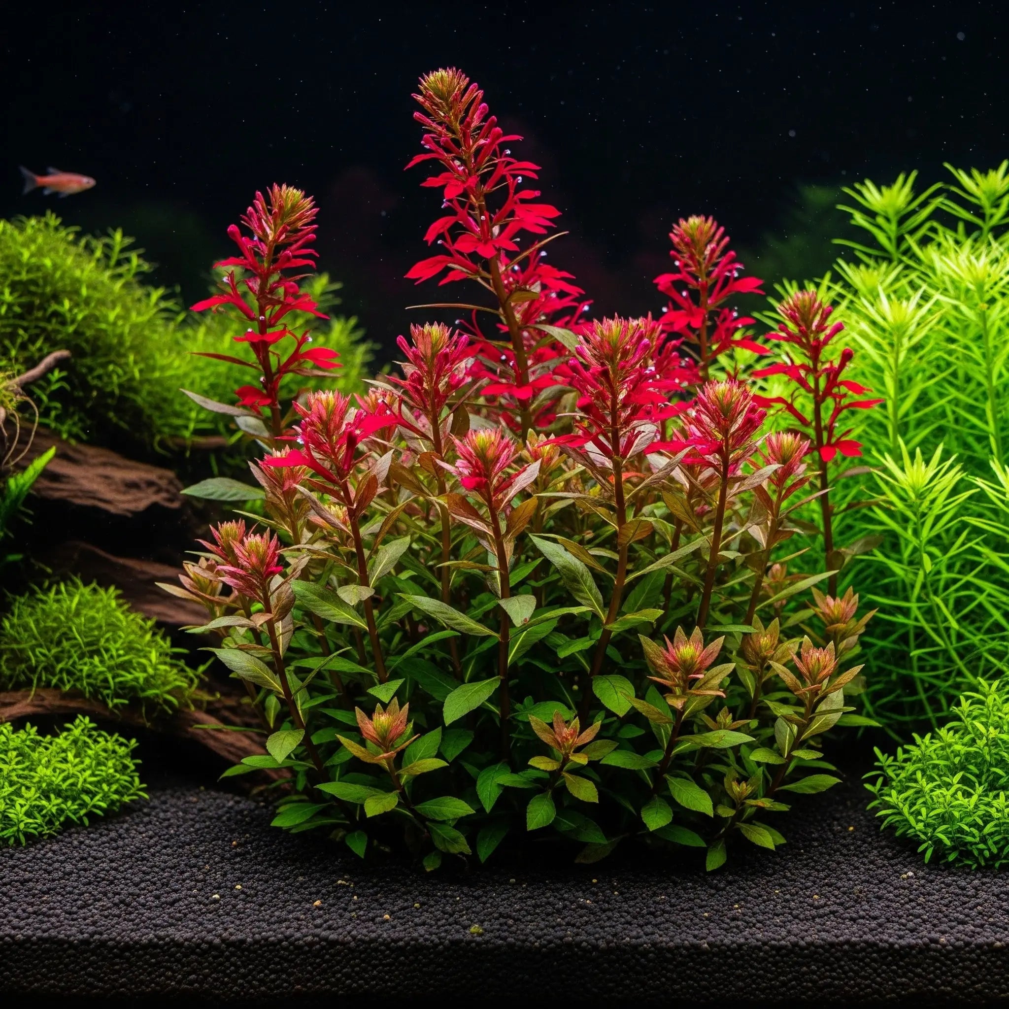 Lobelia cardinalis / Dennerle-Plants AquaTimo
