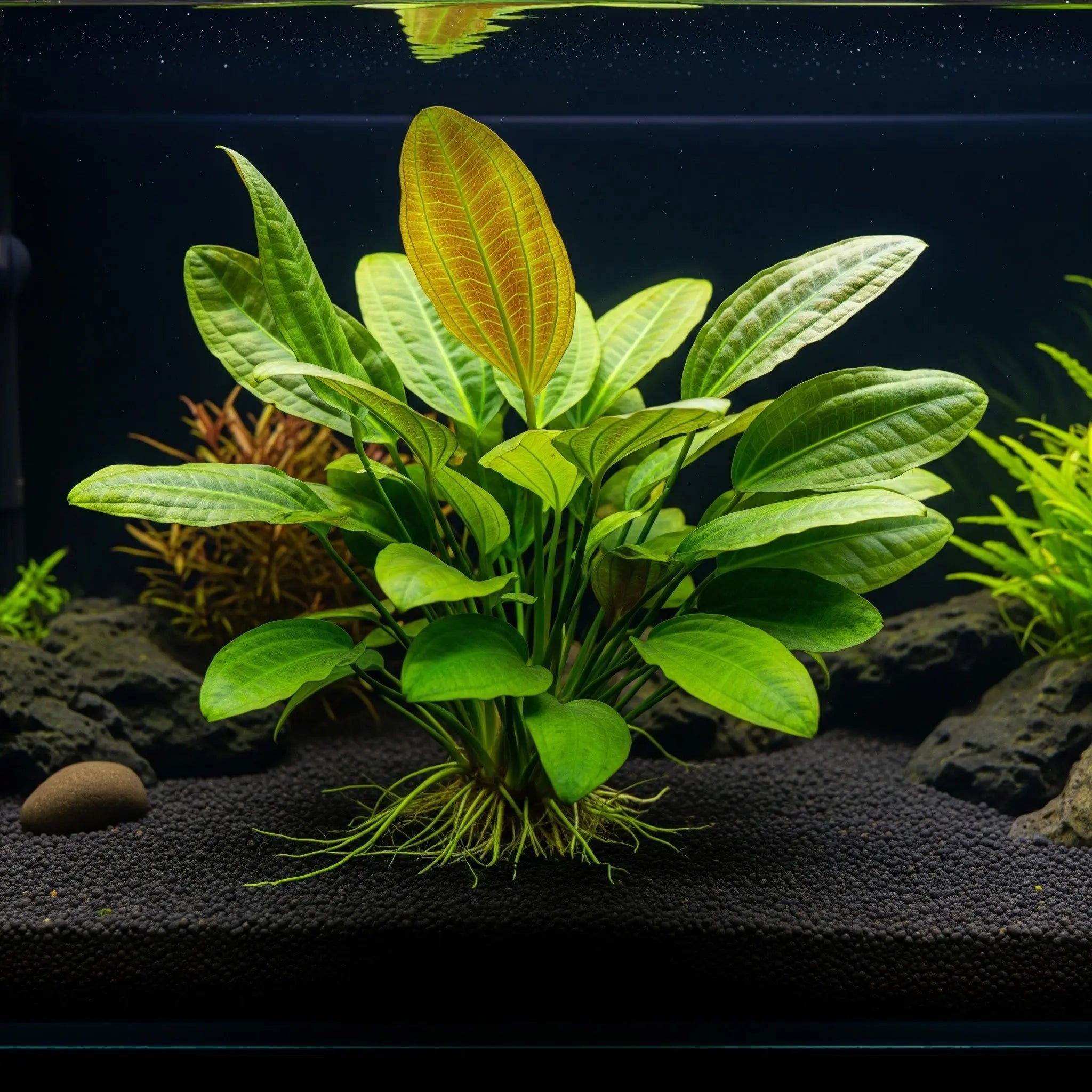 Echinodorus cordifolius 'MINI' / Dennerle-Plants AquaTimo