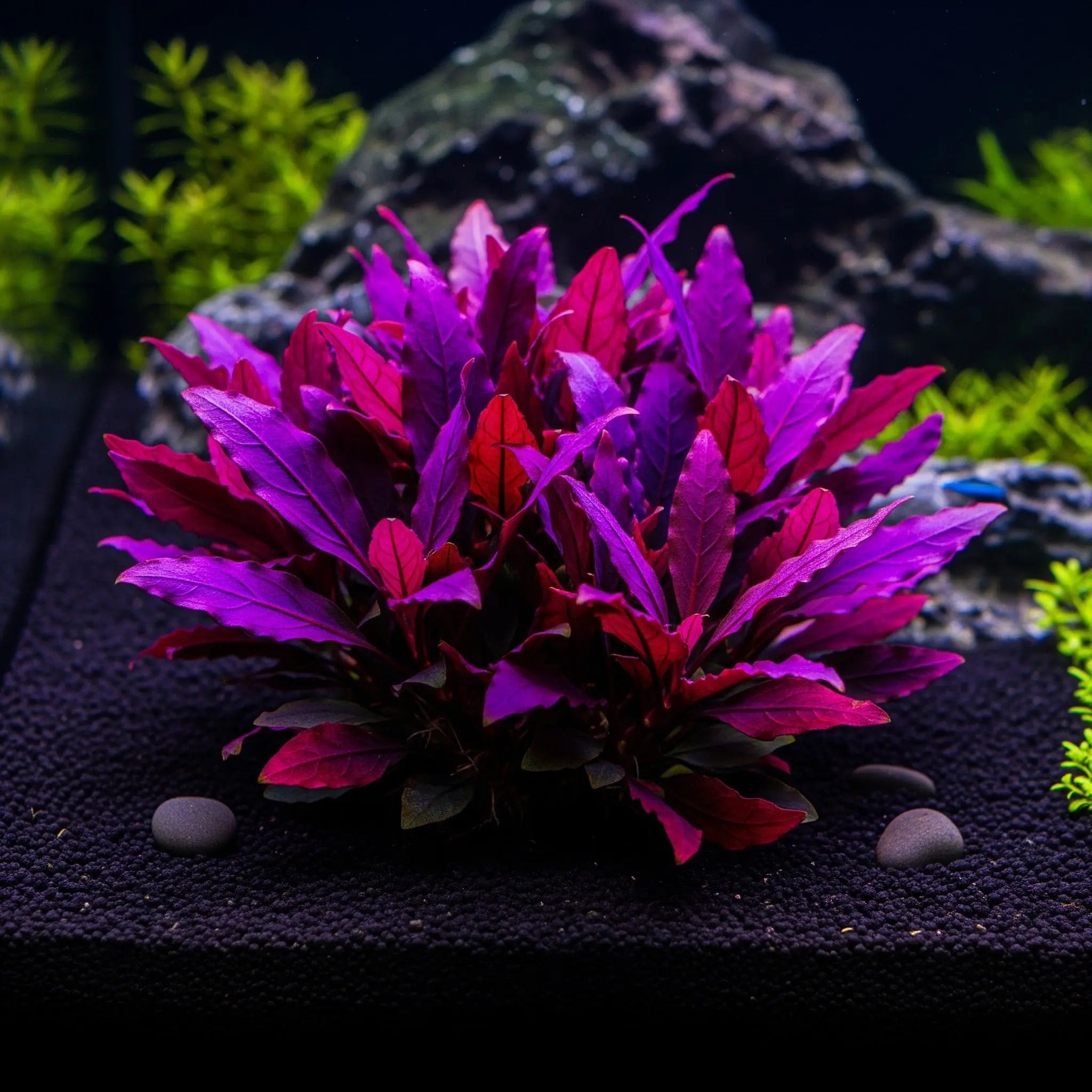 Alternanthera reineckii 'Lila' CUP / Dennerle-Plants AquaTimo