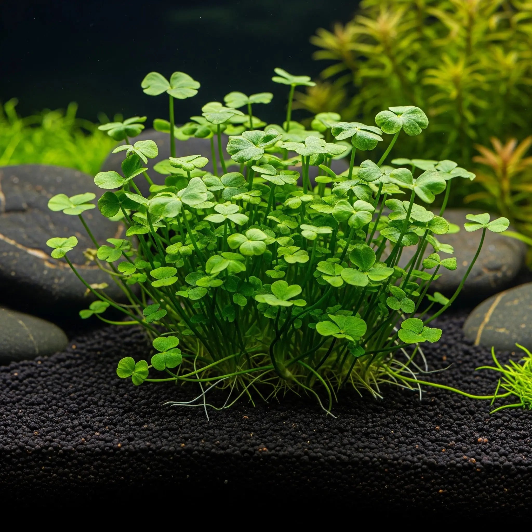 Marsilea hirsuta CUP / Dennerle-Plants AquaTimo