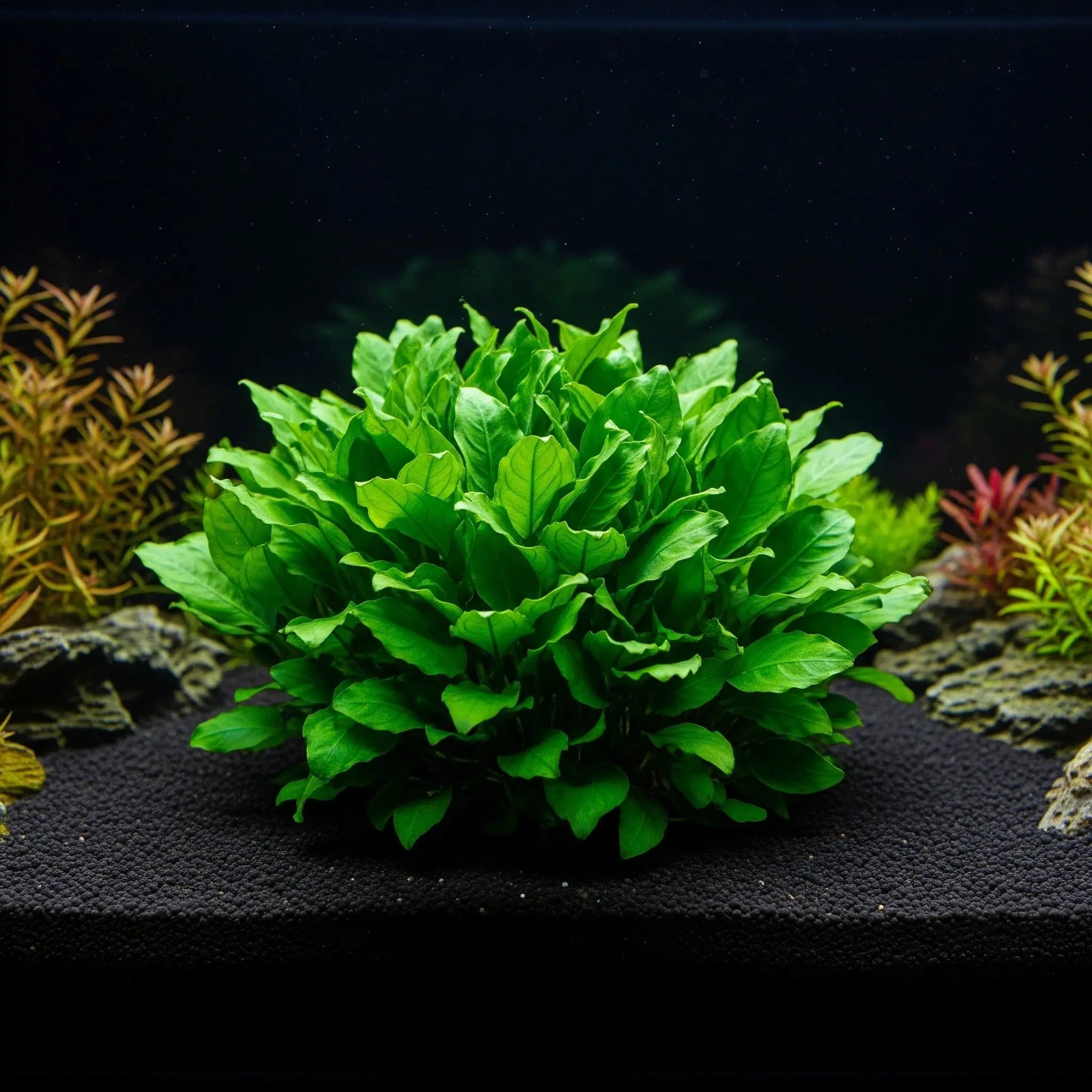 Hygrophila corymbosa 'Compact' / Dennerle-Plants AquaTimo
