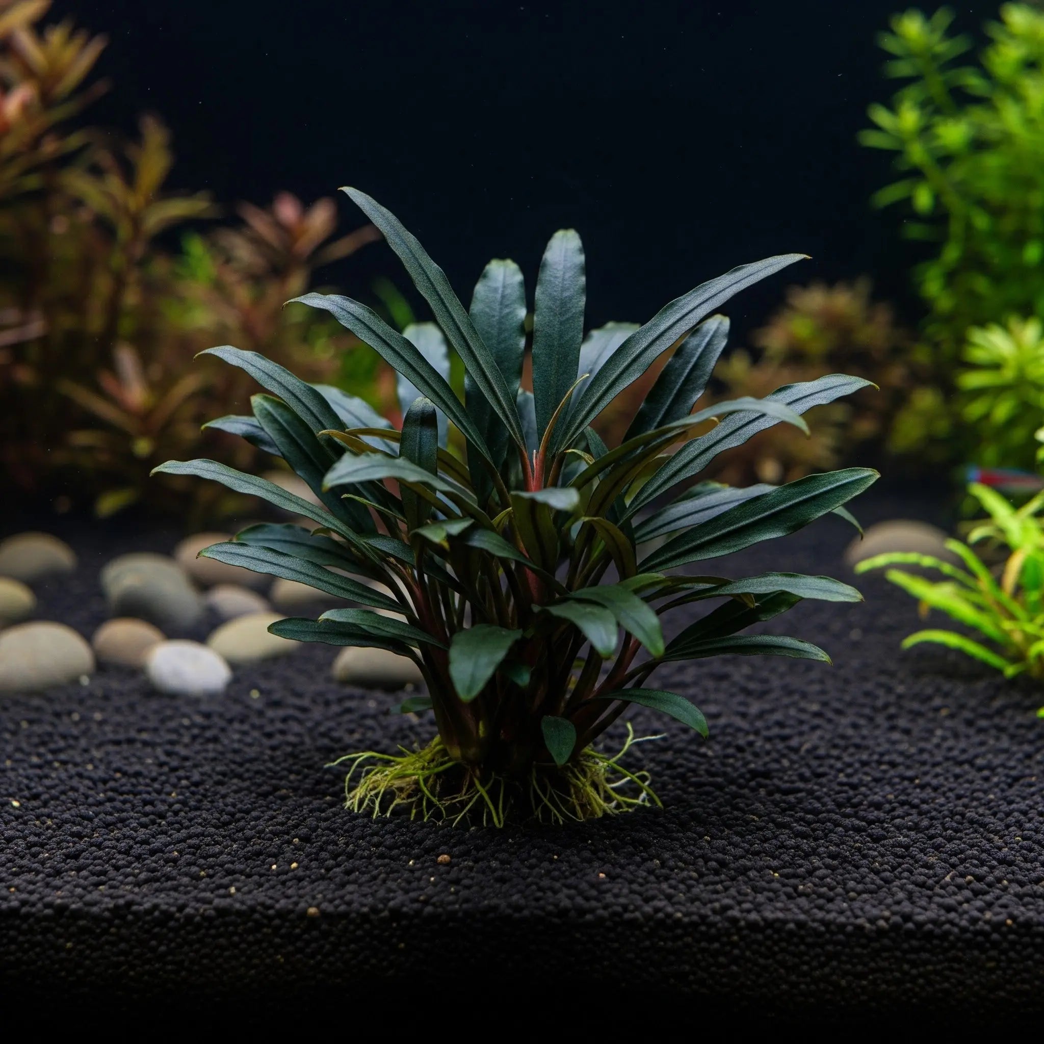 Bucephalandra micrantha 'Needle Leaf' CUP / Dennerle-Plants AquaTimo