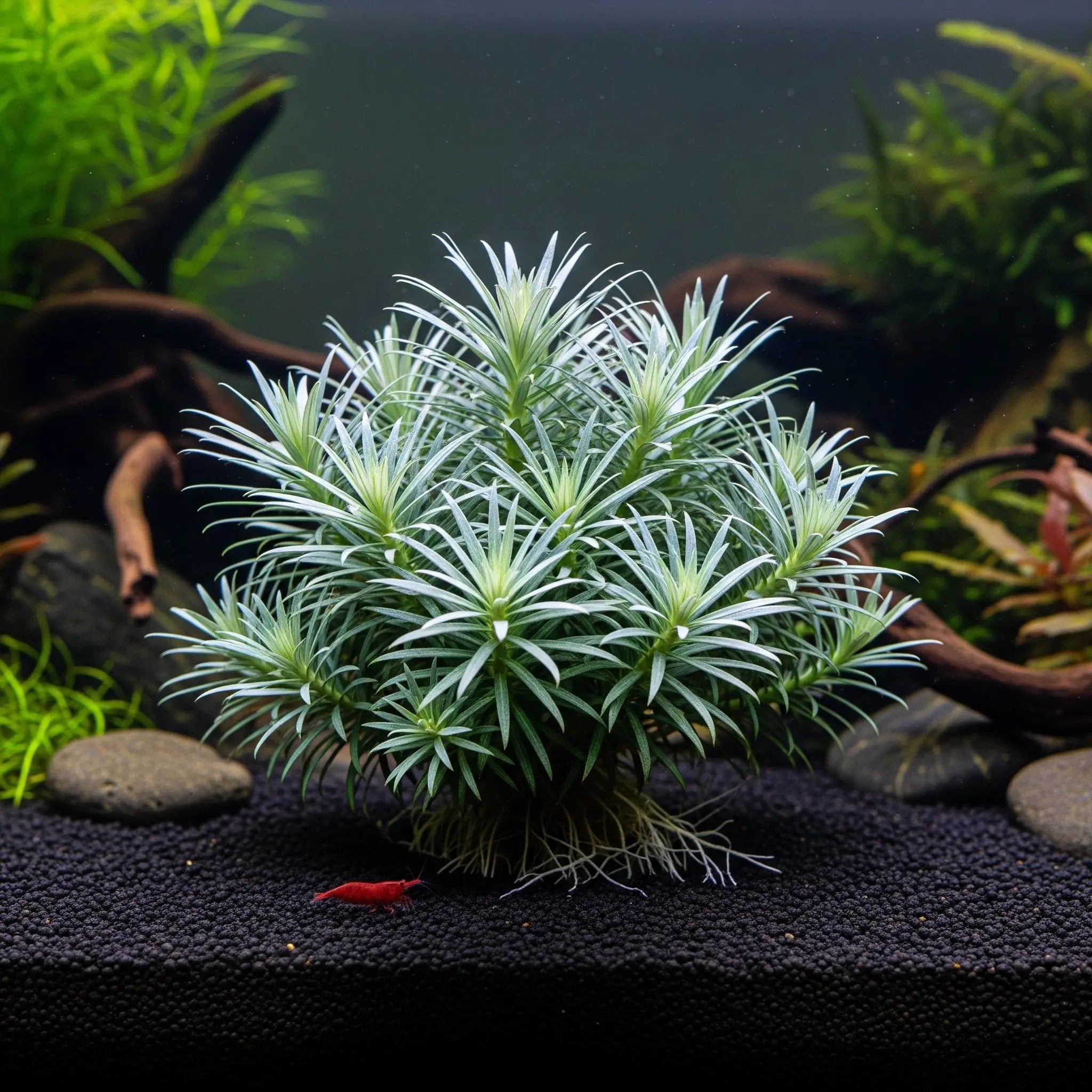 Eriocaulon cinereum CUP / Dennerle-Plants AquaTimo
