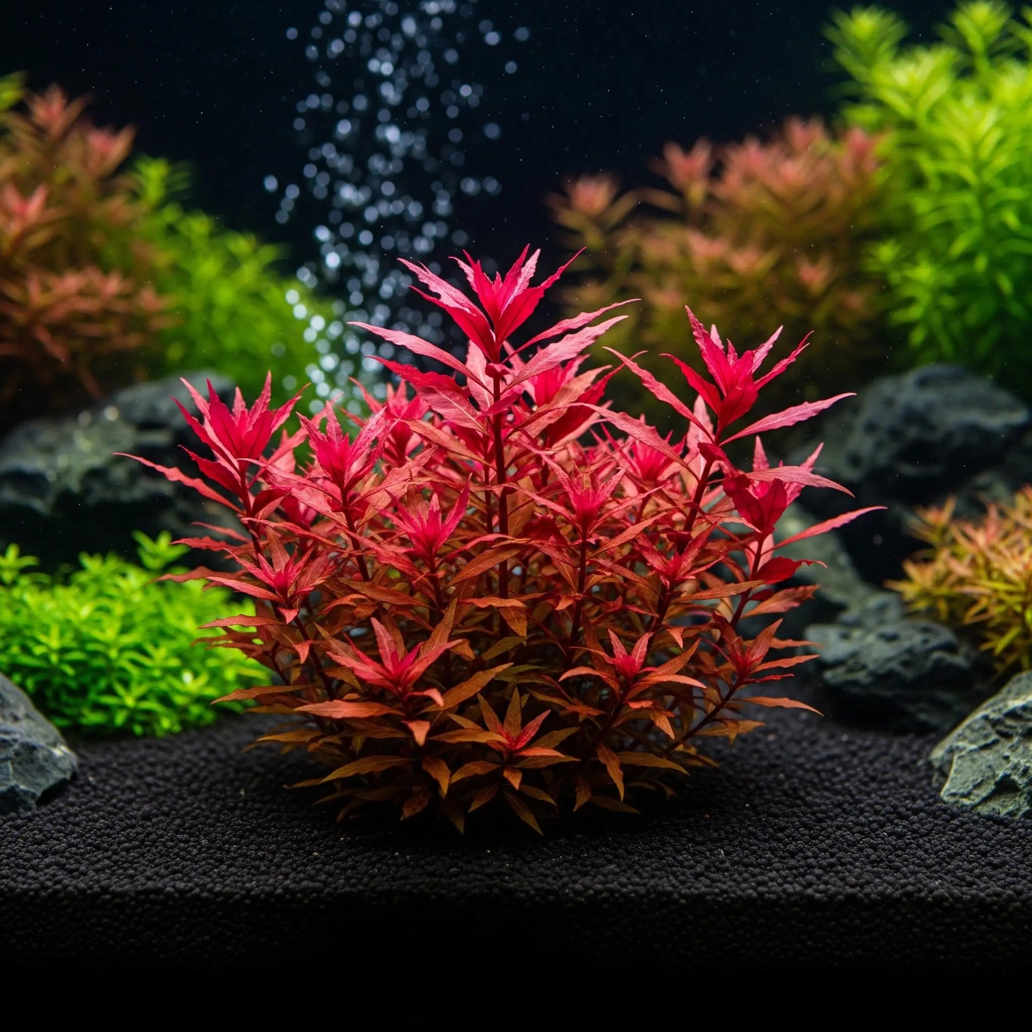 Didiplis diandra CUP / Dennerle-Plants AquaTimo