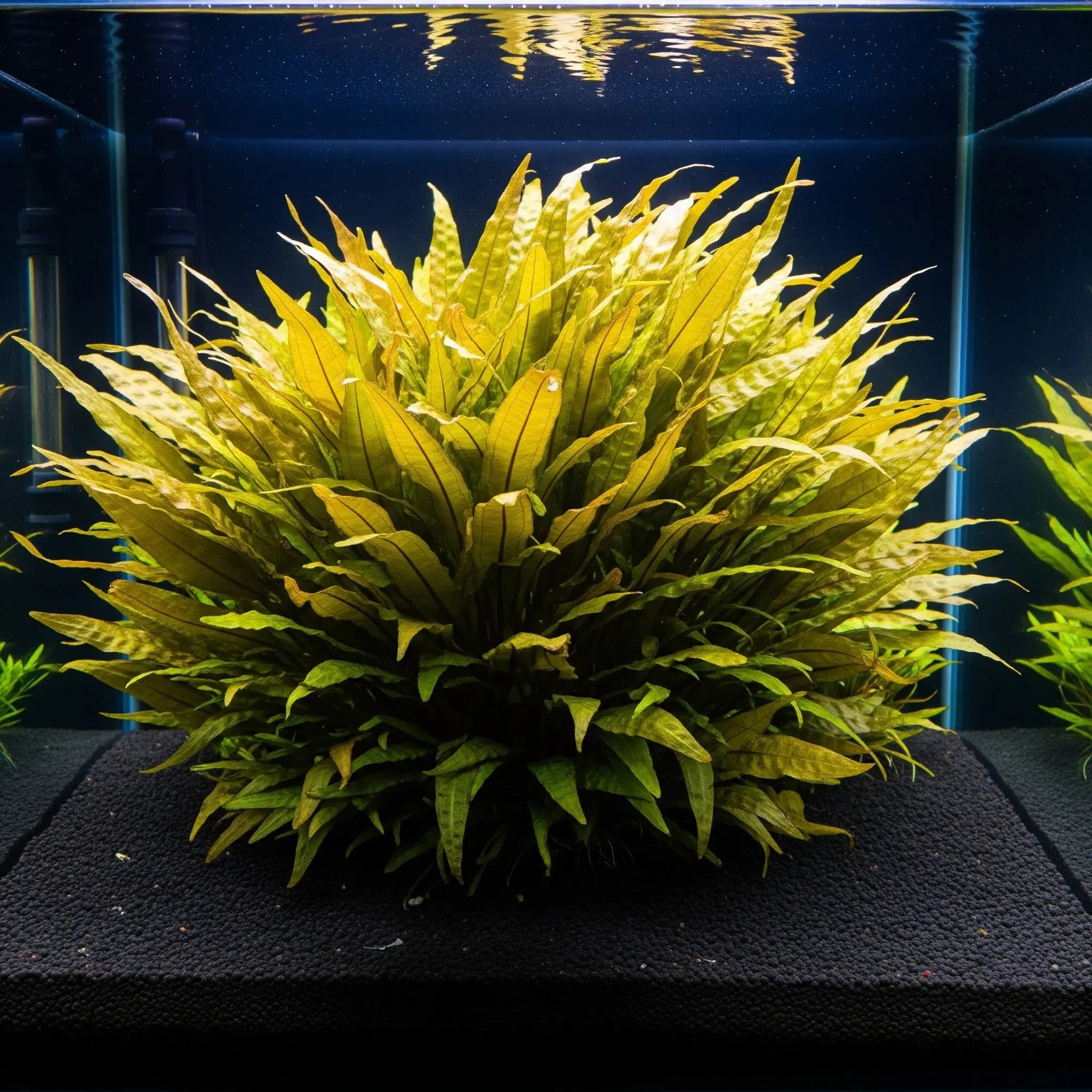 Cryptocoryne lutea / Dennerle-Plants AquaTimo
