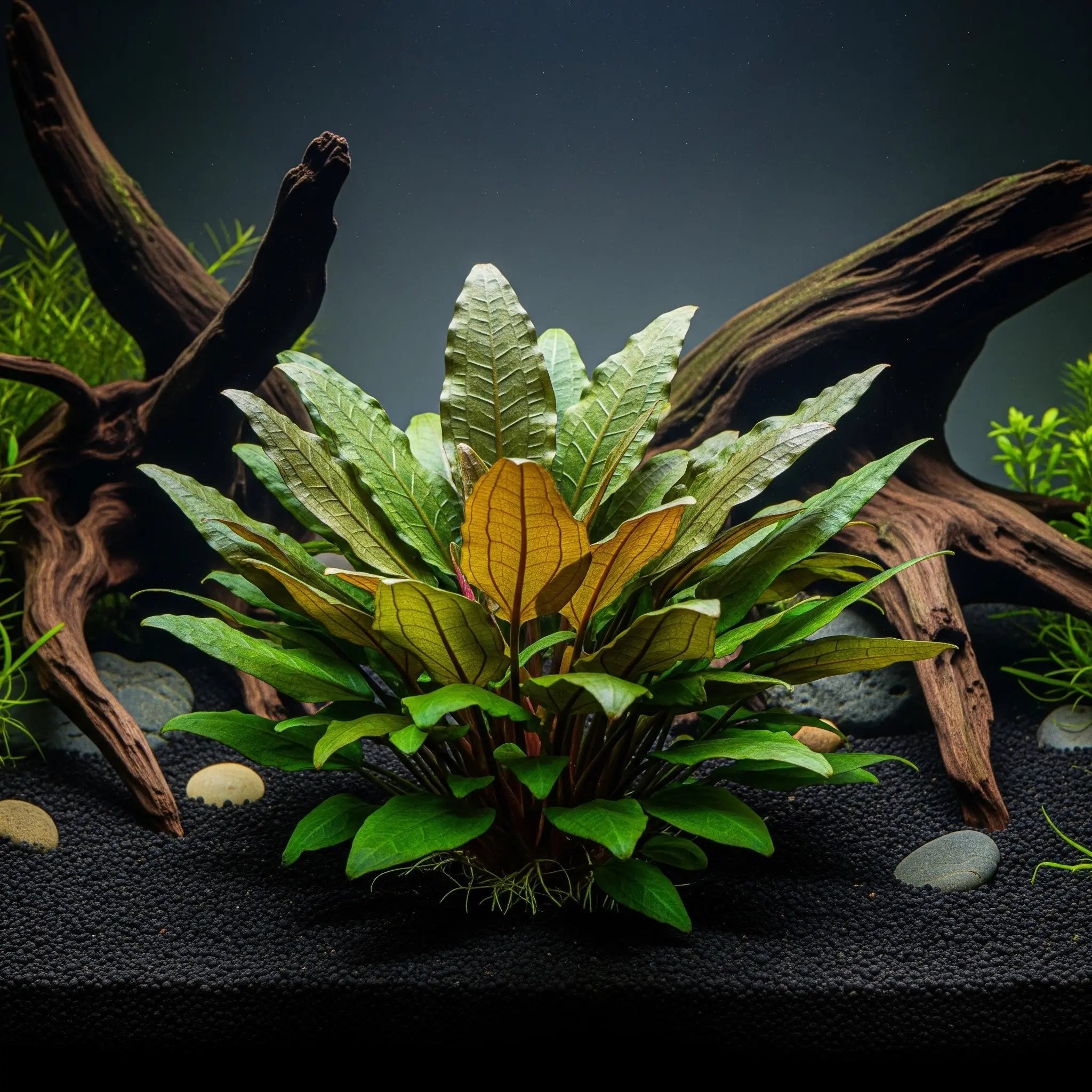Cryptocoryne wendtii 'Broad Leaf' CUP / Dennerle-Plants AquaTimo