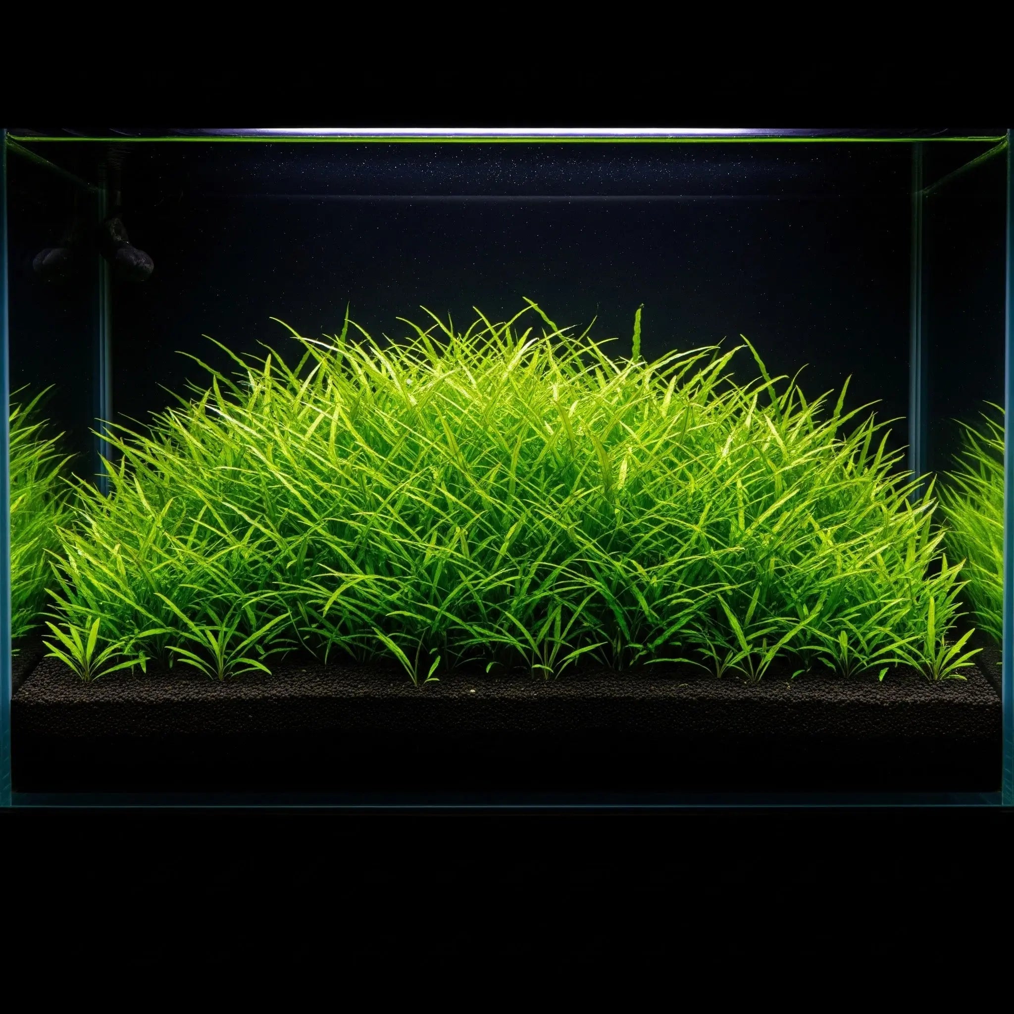 Lilaeopsis brasiliensis / Dennerle-Plants AquaTimo