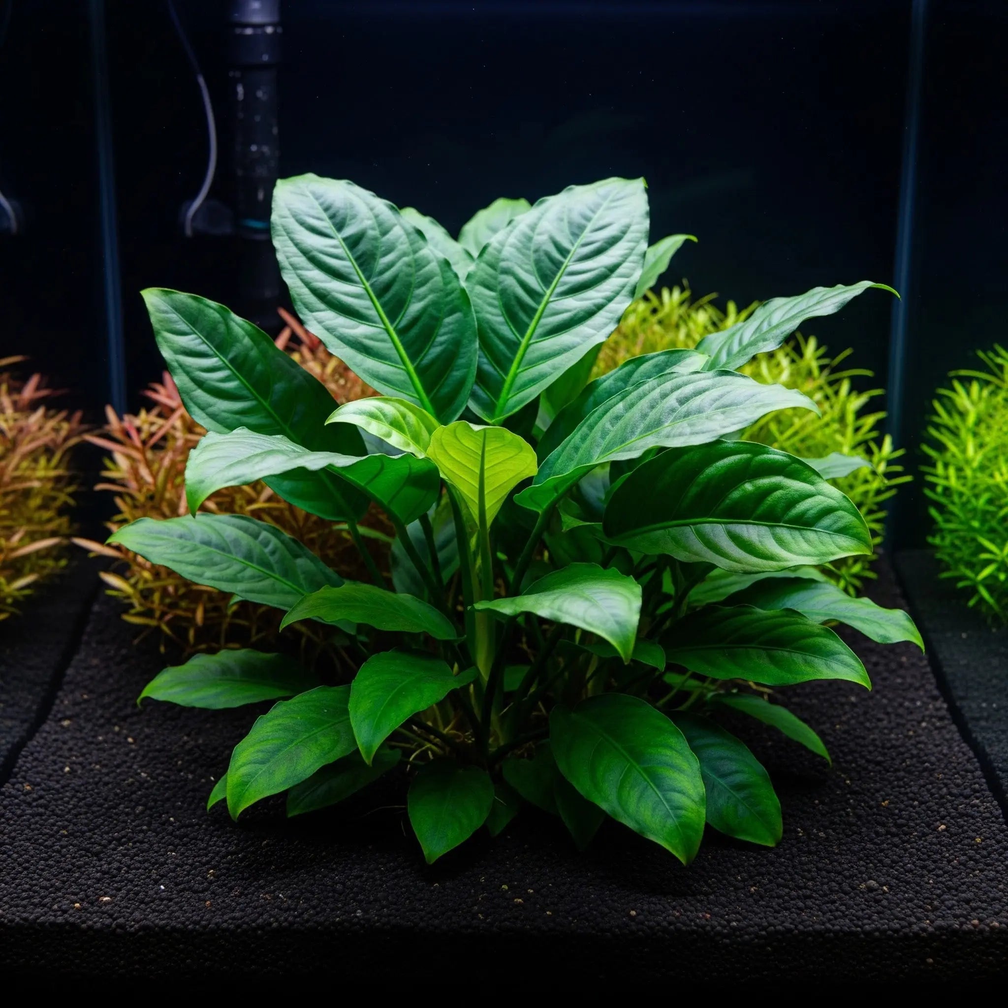 Schismatoglottis prietoi / Dennerle-Plants AquaTimo