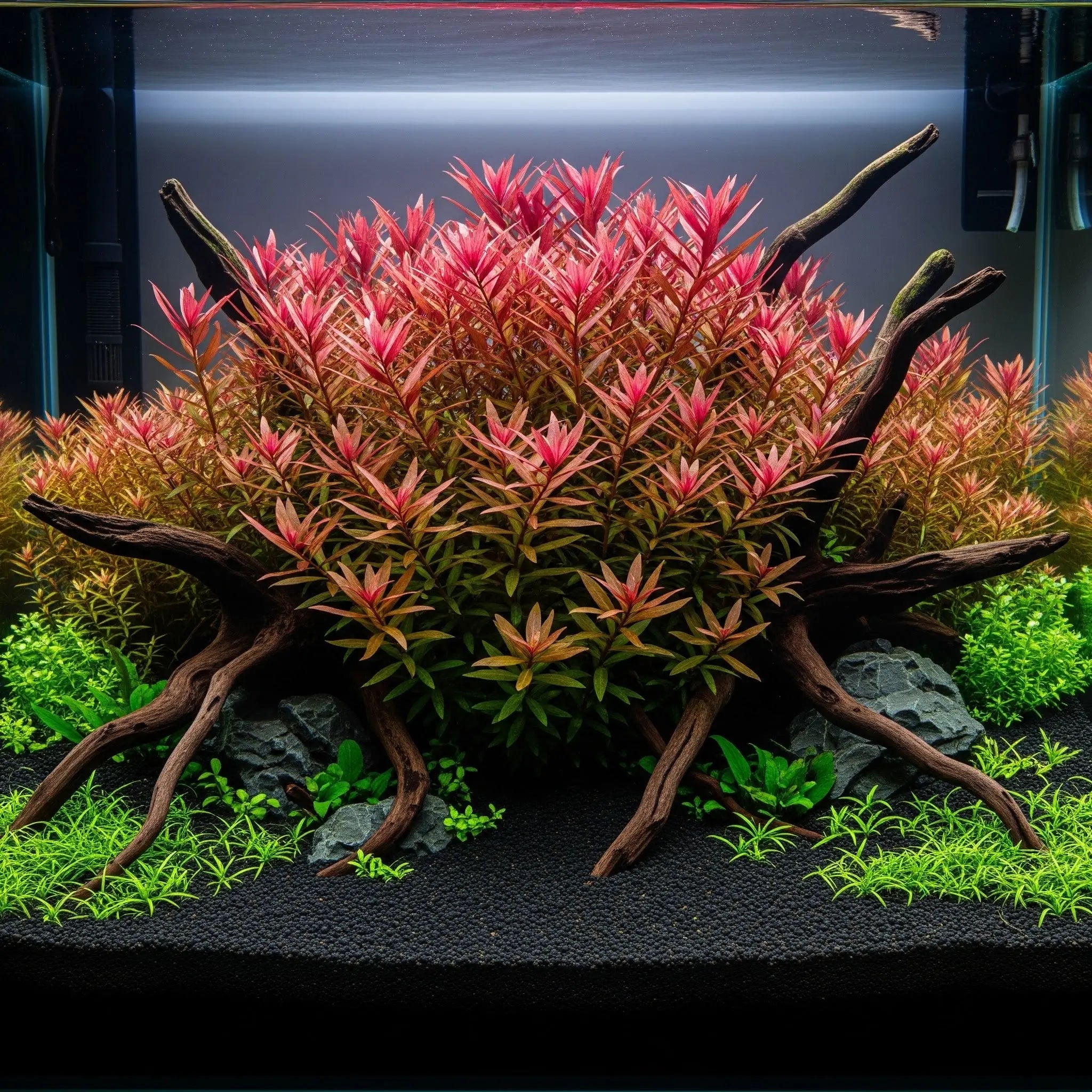 Rotala indica CUP / Dennerle-Plants AquaTimo