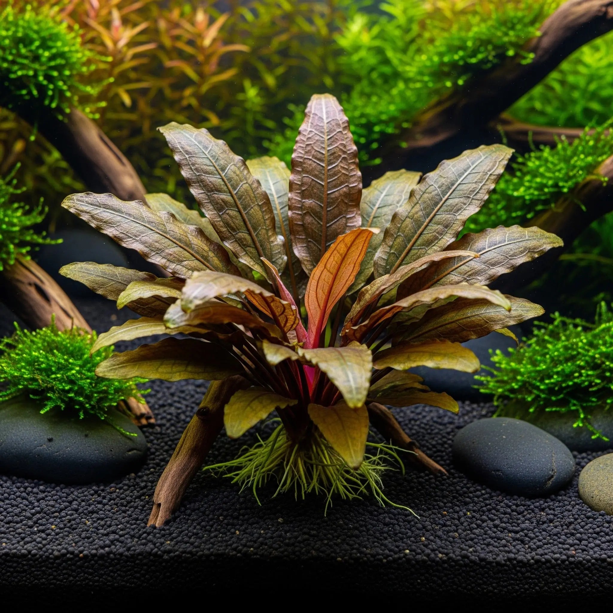 Cryptocoryne wendtii 'Braun' / Dennerle-Plants AquaTimo