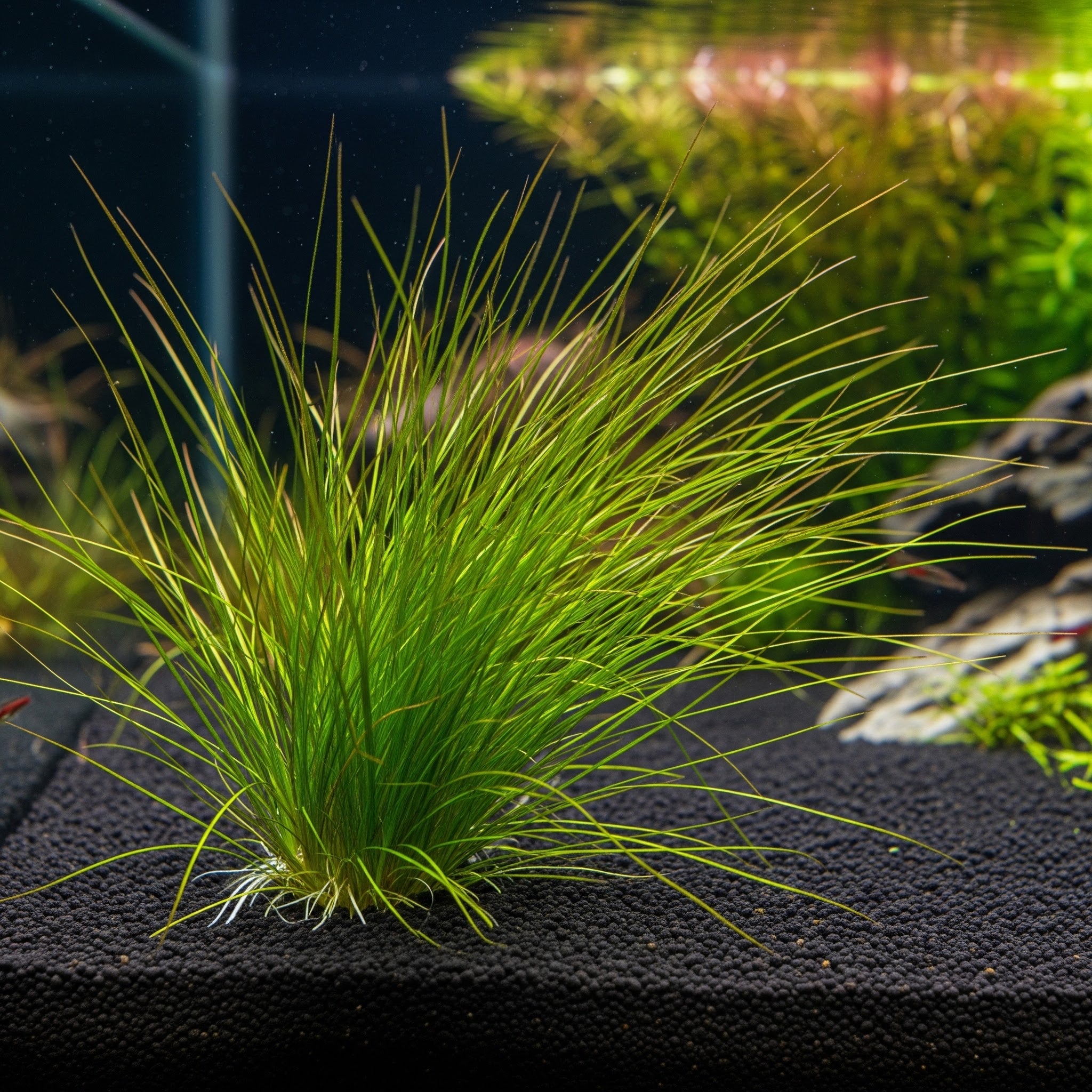 Juncus repens CUP / Dennerle-Plants