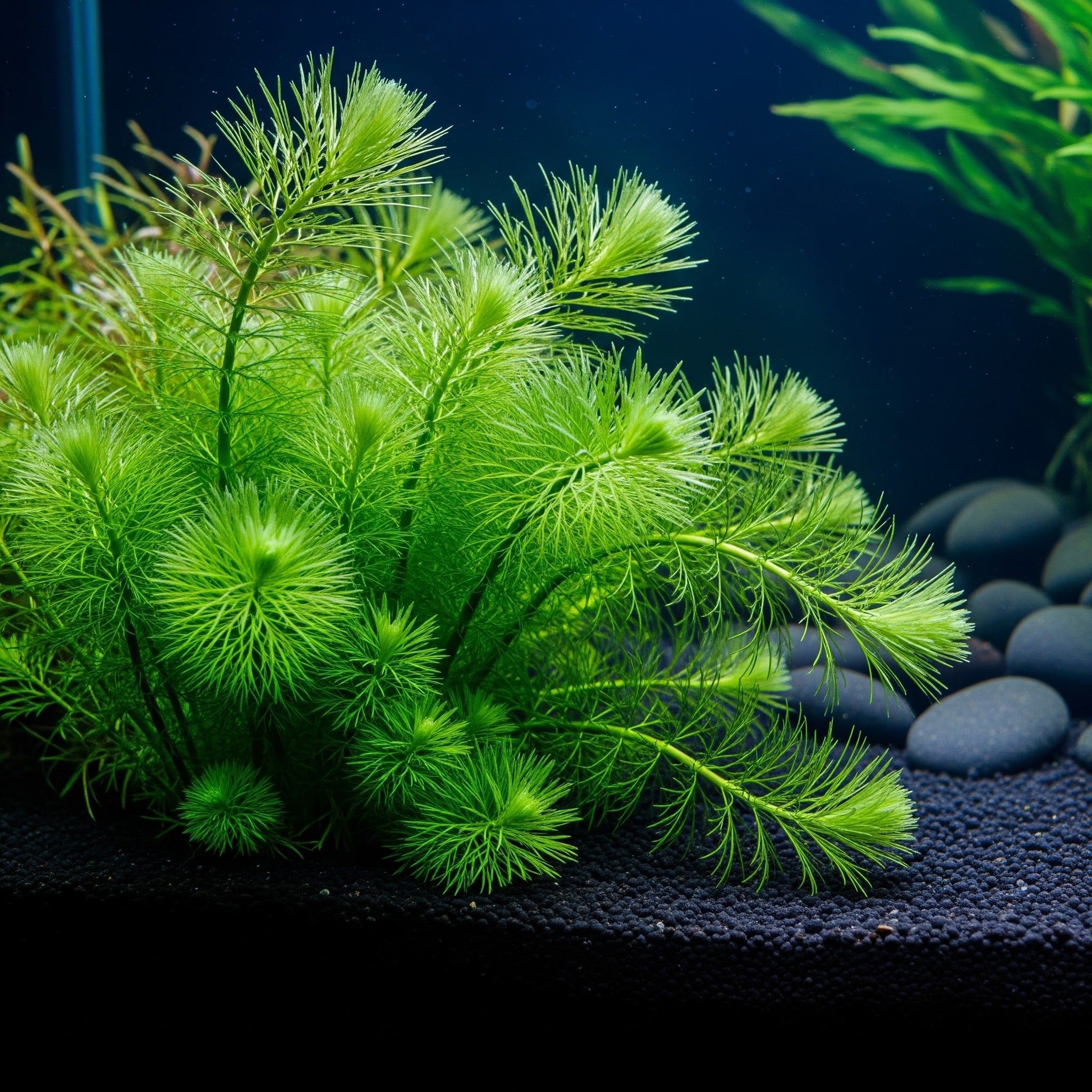 5 mal - Mayaca fluviatilis TR / Dennerle-Plants