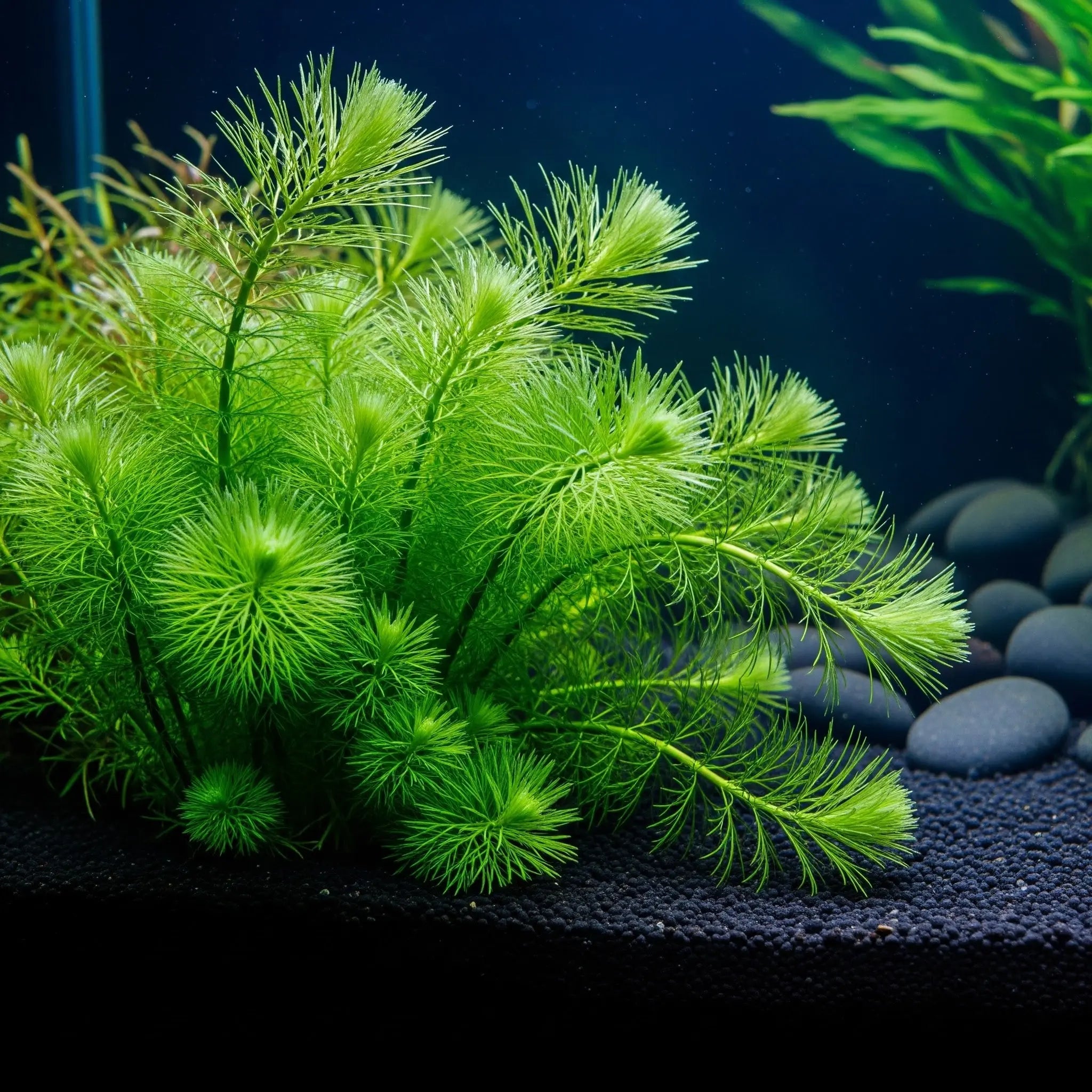 5 mal - Mayaca fluviatilis TR / Dennerle-Plants AquaTimo