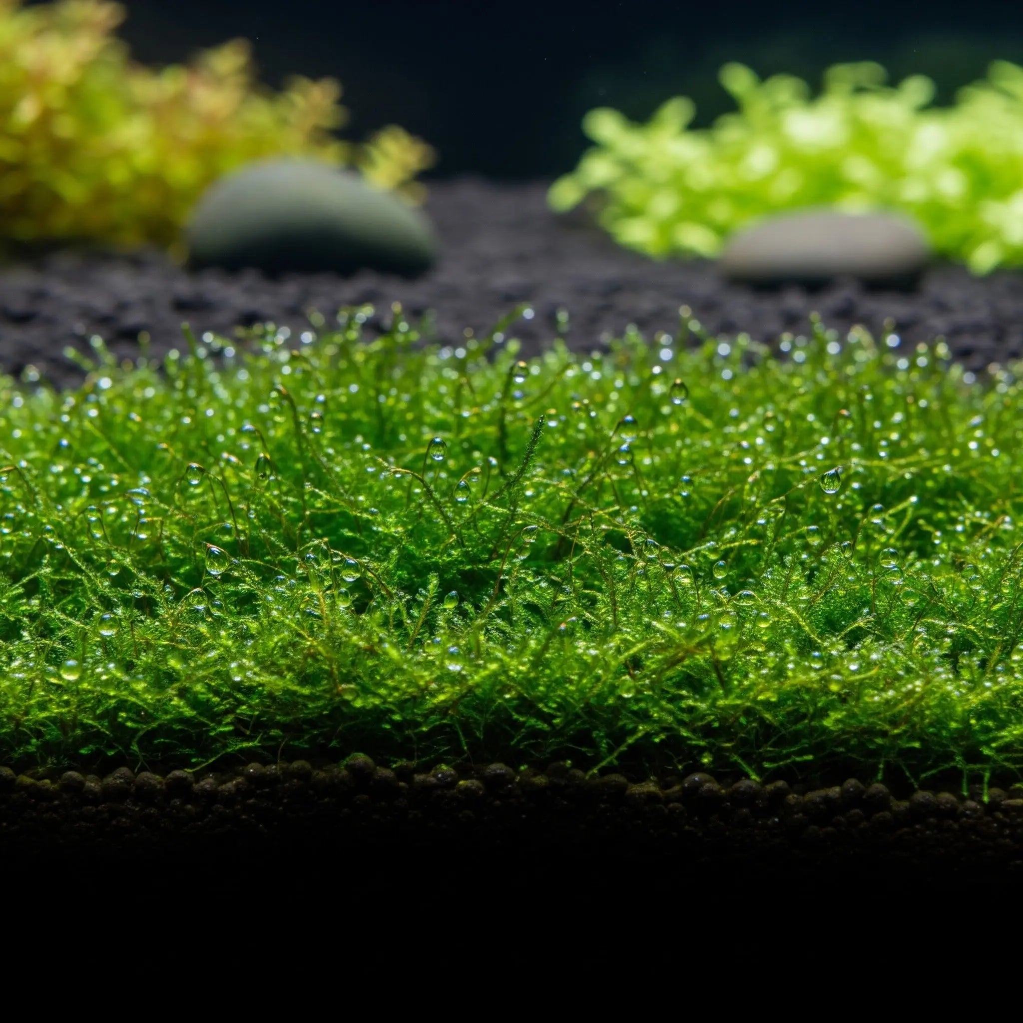 Taxiphyllum barbieri / Dennerle-Plants AquaTimo