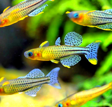 Pseudomugil gertrudae - Geflecktes Blauauge