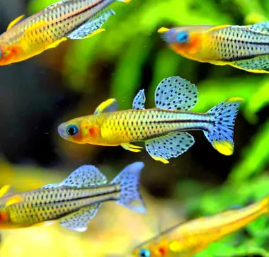 Pseudomugil gertrudae - 💙Geflecktes Blauauge AquaTimo